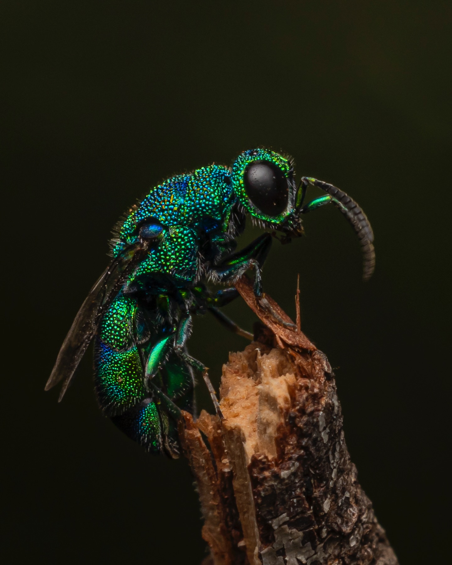 Some insects camouflage. Some mimic leaves. This one went full ‘custom metallic paint job’ and hoped no predators would notice. Bold strategy. Respect. A few different angles so you can marvel at its flashy little suit.
A part of the Cuckoo Wasp Family.
Genus Primeuchroeus (Until I stand corrected)
#ausgeo #cuckoowasp #wildlife #natgeoyourshot #canonaustralia
Canon R5Mk2
RF100mm Macro