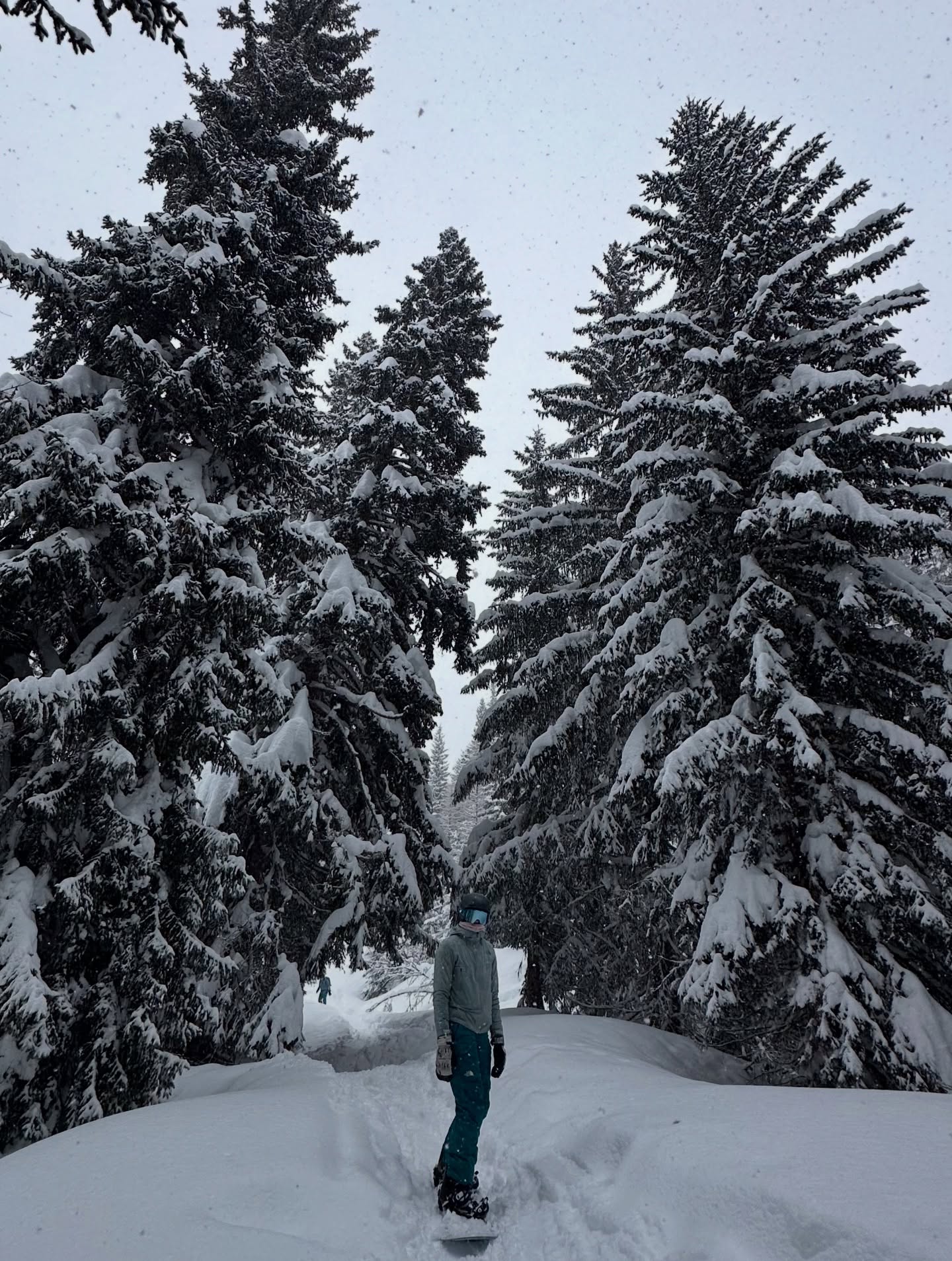 A sweet day out in the trees 🌲 ❄️🌲
#snowboarding #snowboard #alps #winterpowder
🙏Katie🙏 @ailbhamulvihill @peadermul @sauretc
@chieccoristorante Grazie di tutto e a presto💥💥💥