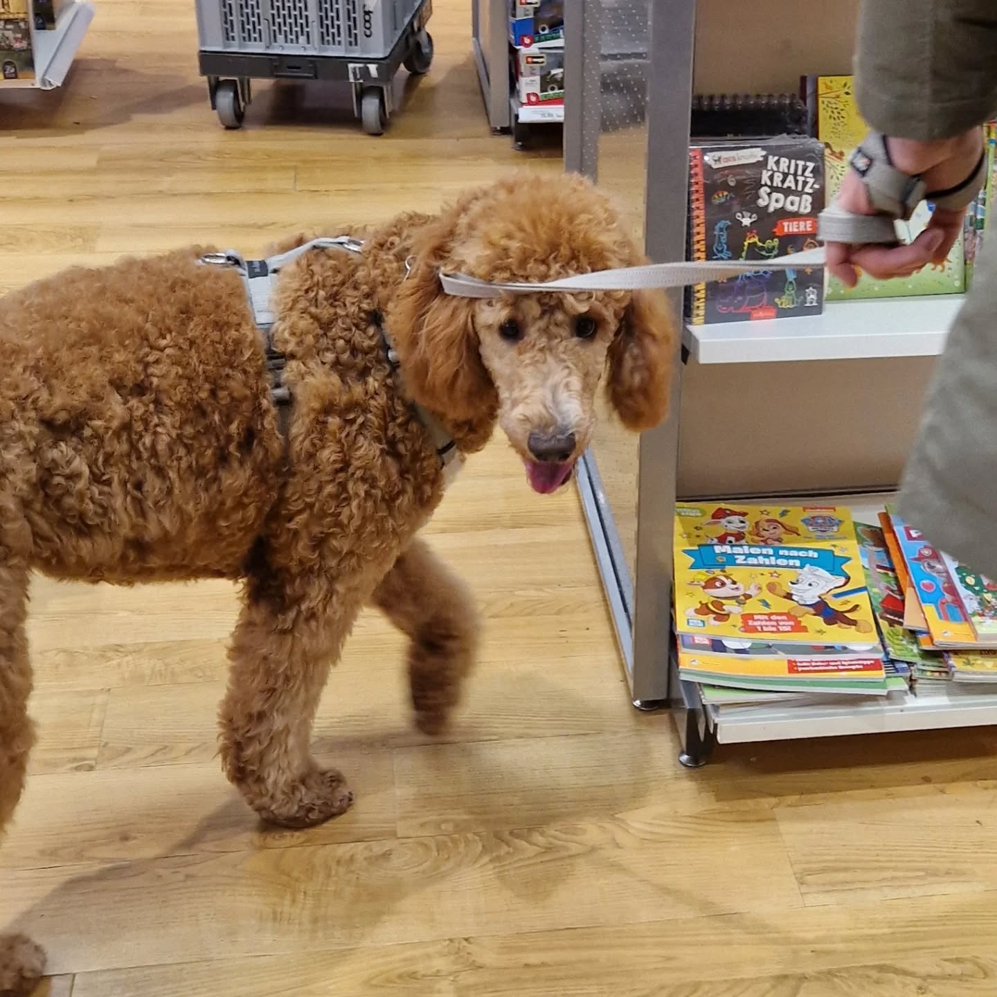 Impressionen aus unseren Assistenzhundetrainings 🐾🐕🦺
#assistenzhundeverein #assistenzhundeschweiz #assistenzhundeausbildung #vereinpawsandyou #assistenzhundeteam