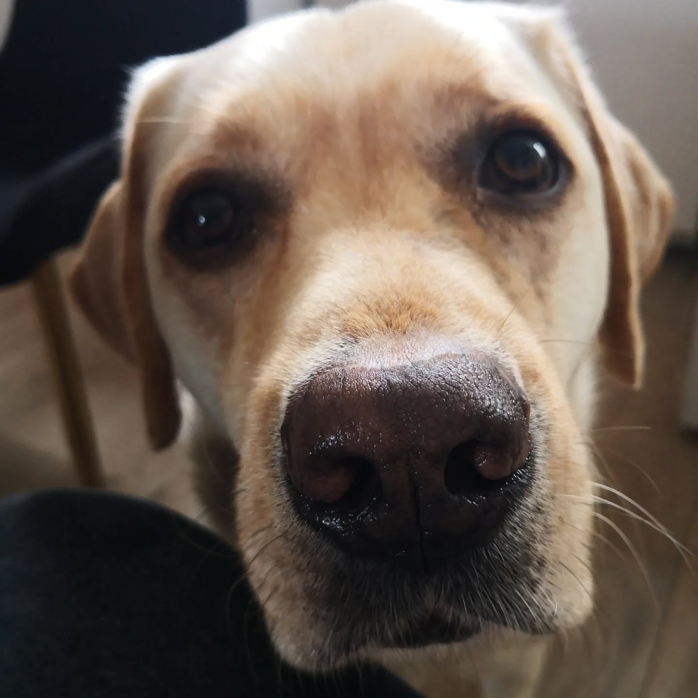 Taï Chi en séance de détection de baisse de tension de sa bénéficiaire. On avance petit à petit et on change de technique pour qu'il soit OP ♥️