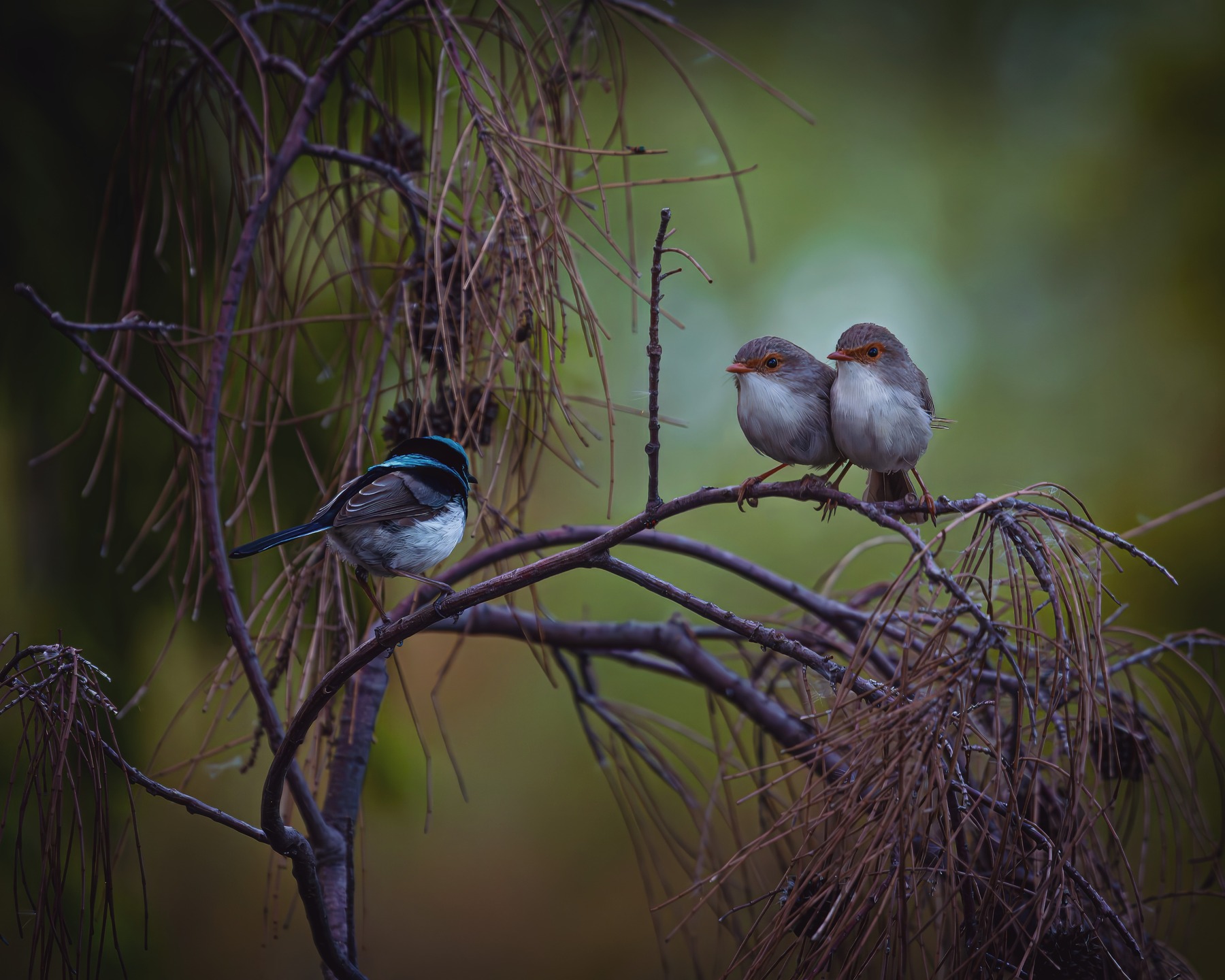 Happy Wrensday.
Looks like Dad is giving them a superb talking to.
#Wrensday #wildlifephotography #birdsphotography #bird #ausgeo