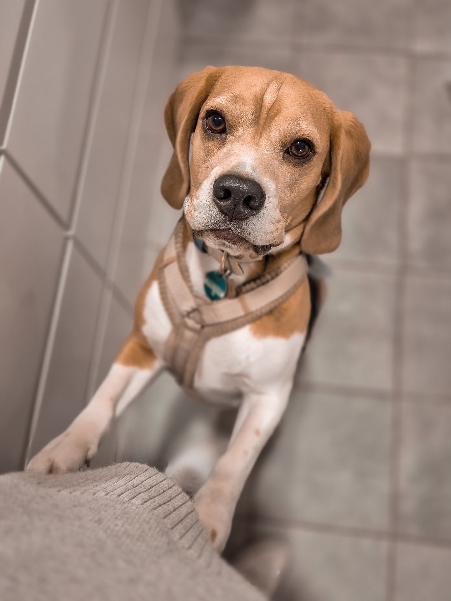 Bagel hat sich schon eines von den neuen Cord Geschirren gesichert 😍❤️