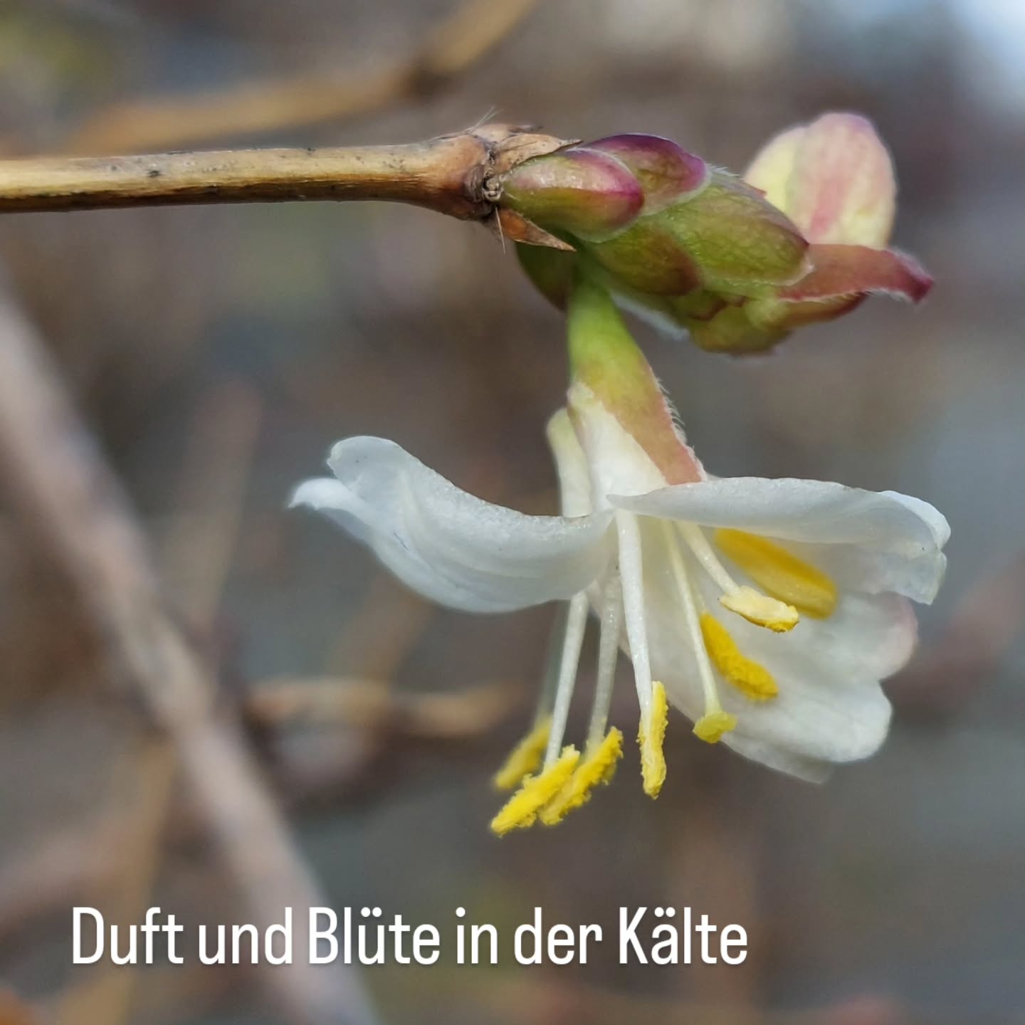 Na endlich... trotz Schnee, Kälte und Temperatureinbrüche hab ich mich heute sehr gefreut diesen Winterblüher zu entdecken!
Winter-Duftgeißblatt oder Winter-Heckenkirsche, Lonicera purpusii
Ja... es duftet auch.
Und nein... es ist nicht immergrün.... allerdings haben einige Sträucher hier ihr Laub kaum.verloren. Andere schon
Schon mal gesehen?