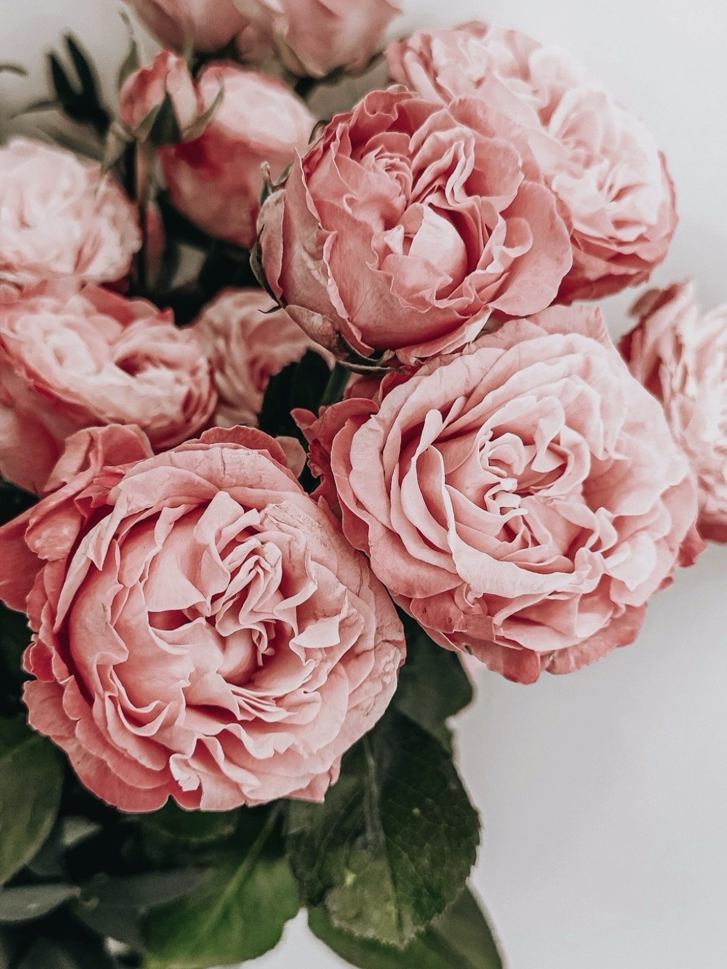 🤍GARDEN.ROSES.🤍