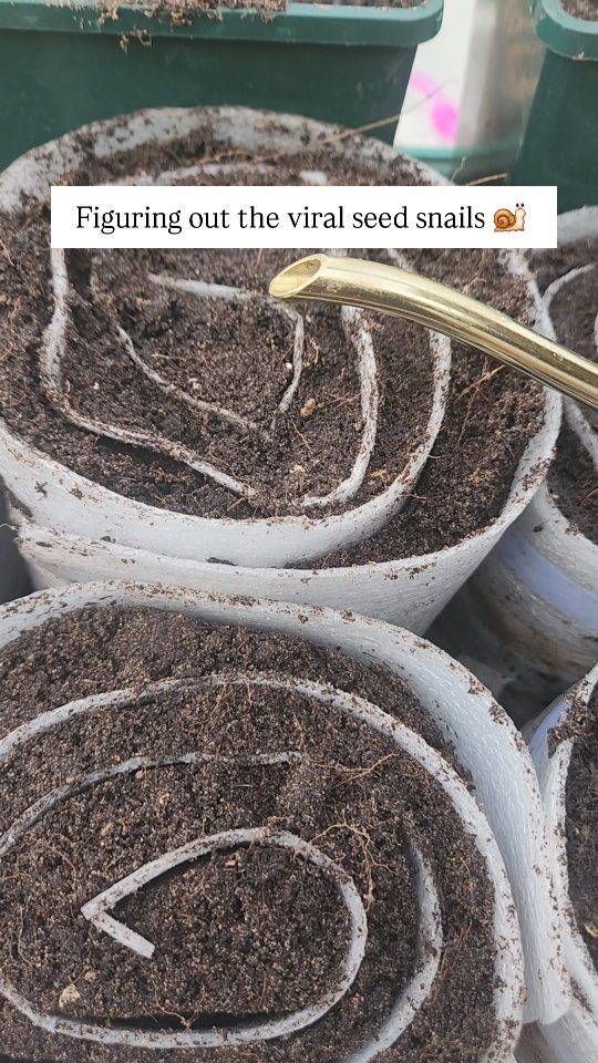 It was only a matter of time.
Trying @faridasober's viral seed snails 🐌
Sowing the seeds we hate potting on — snapdragons.
First attempt learning:
🐌 Compost needs to be properly moist so it holds together when lifted (our 1st attempt fell straight out the bottom)
🐌 Saved foam packaging works perfectly as a base (worth keeping if you have it or asking friends to hold on to it).
🐌 Keep the foam edges aligned when rolling to prevent making a cone. 🍦
🐌A top inch of fine seed compost helps with surface-sown seeds
We think this could be a game changer. 😎