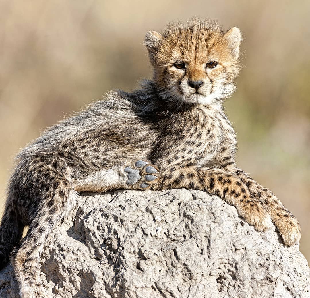 On the Move
A mother cheetah protects her cubs from predators by moving them around to different places after only a few days so other animals don't find them.
Sadly, even though they move around and their fur helps disguise them in the grass, most cheetah cubs won't survive to adulthood.