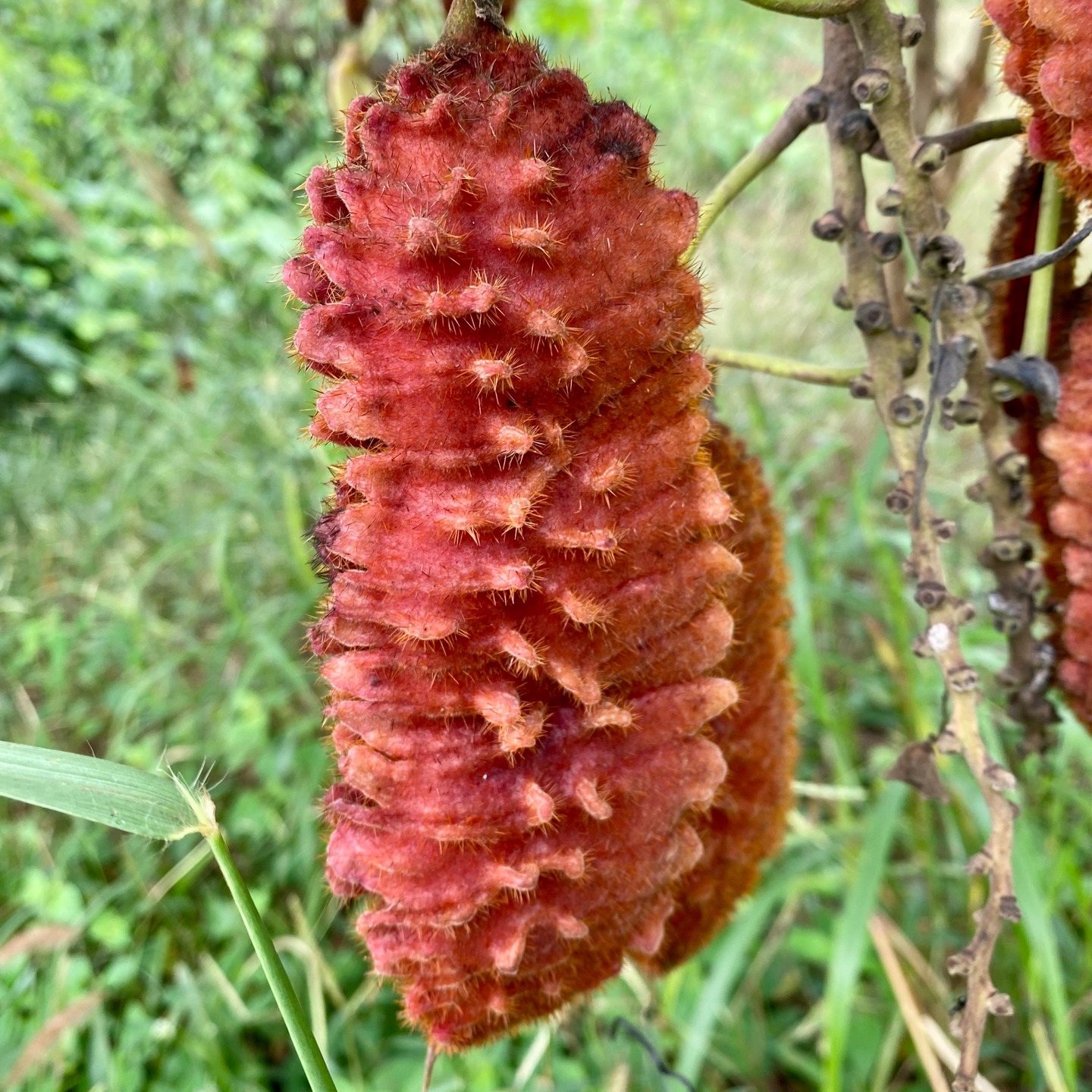 Can you identify what this is? 🤎🌊
The kids in our eco resort children’s program can!
It’s a sea bean — from the tropical Mucuna vine — a smooth, drift seed that journeys across oceans before washing up on our beach here in Panama. These magical little travelers can float for months (sometimes years!) before landing at our shoreline.
For curious, adventurous children who love to travel and learn, our kids program turns every beach walk into a treasure hunt and every discovery into a story. 🌎✨
They don’t just build sandcastles and surf waves — they learn about ocean currents, rainforest plants, native wildlife, and the tiny details most people walk right past.
Hands-on. Nature-based. Wonder-filled.
Our kids programs are truly one of a kind — where learning feels like adventure and the beach becomes the classroom. 🌿🐚
https://www.morrillobeachresort.com/allinclusivepackages
#Morrillo #AdventureTraveler #AdventurePanama
#SustainableTravels #SurfingLife #FamilyTravelAdventures #FamilyTravelMoments
#FamilyTravelIdeas #FamilyTravelAdventure #FamilyTravelTime
#AdventureFamilyTravel #AdventureTravelFamily
#AdventureTravelers #AdventureTraveller #AdventureTraveling
#FemaleSurf #WomenInSurfing #SurfChica #SurfingSisters
#femalesurfing #SurfChic #FemaleSurfer #GirlSurf
#GirlsThatSurf #GirlSurfer #SurfgirlMag #SurfAdventure #UncrowdedSurf #SurfPanama #SurfHoliday