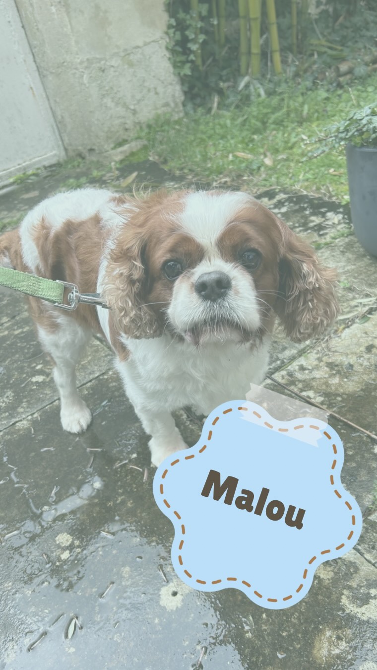 Aujourd’hui c’était toilettage de Malou le cavalier King Charles ! 🐶
Et ce n’est pas la tempête ou les inondations qui m’ont empêché de lui faire son traitement V.I.P 🌧️
N’hésite pas à prendre rdv si toi aussi tu veux un service sur mesure ! 🐾
Toilettage à domicile chien, saintes, inondation, Charente-maritime, toilettage, cavalier King Charles, bien être animal, dog, tempête