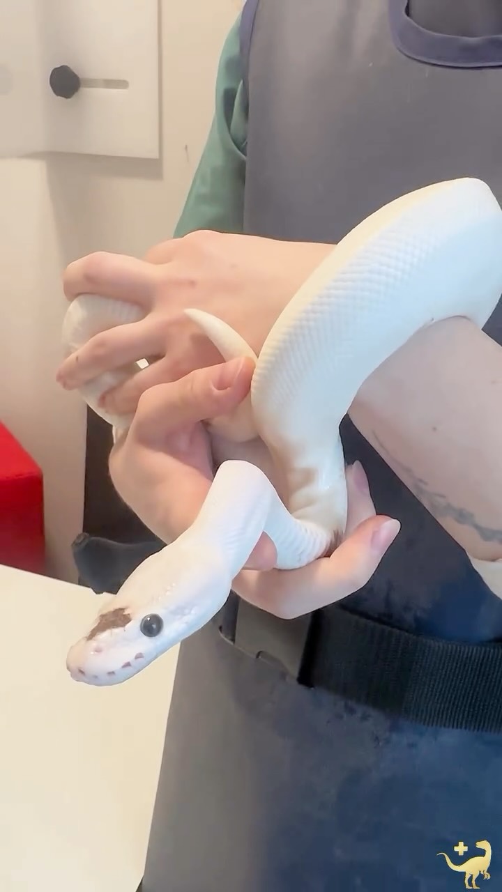 Der Königspython (Python regius) besitzt ein Sinnesorgan, das wie Science-Fiction wirkt, aber reine Biologie ist. Entlang seiner Lippen liegen feine Labialgruben, hochspezialisierte Wärmesensoren, mit denen er die Infrarotstrahlung seiner Umgebung wahrnimmt. Für ihn ist die Welt nicht nur sichtbar, sondern auch fühlbar in Temperatur.
Selbst in völliger Dunkelheit entsteht so ein präzises Wärmebild seiner Beute. Jeder Herzschlag, jede noch so kleine Maus verrät sich durch ihre Wärme. Dieses System arbeitet lautlos, unsichtbar und mit beeindruckender Genauigkeit.
Was für uns verborgen bleibt, ist für den Königspython ein klar lesbares Signal. Ein stiller Jäger, ausgestattet mit einer Wahrnehmung, die zeigt, wie außergewöhnlich und perfekt angepasst diese Tiere sind.
Hast du das gewusst?