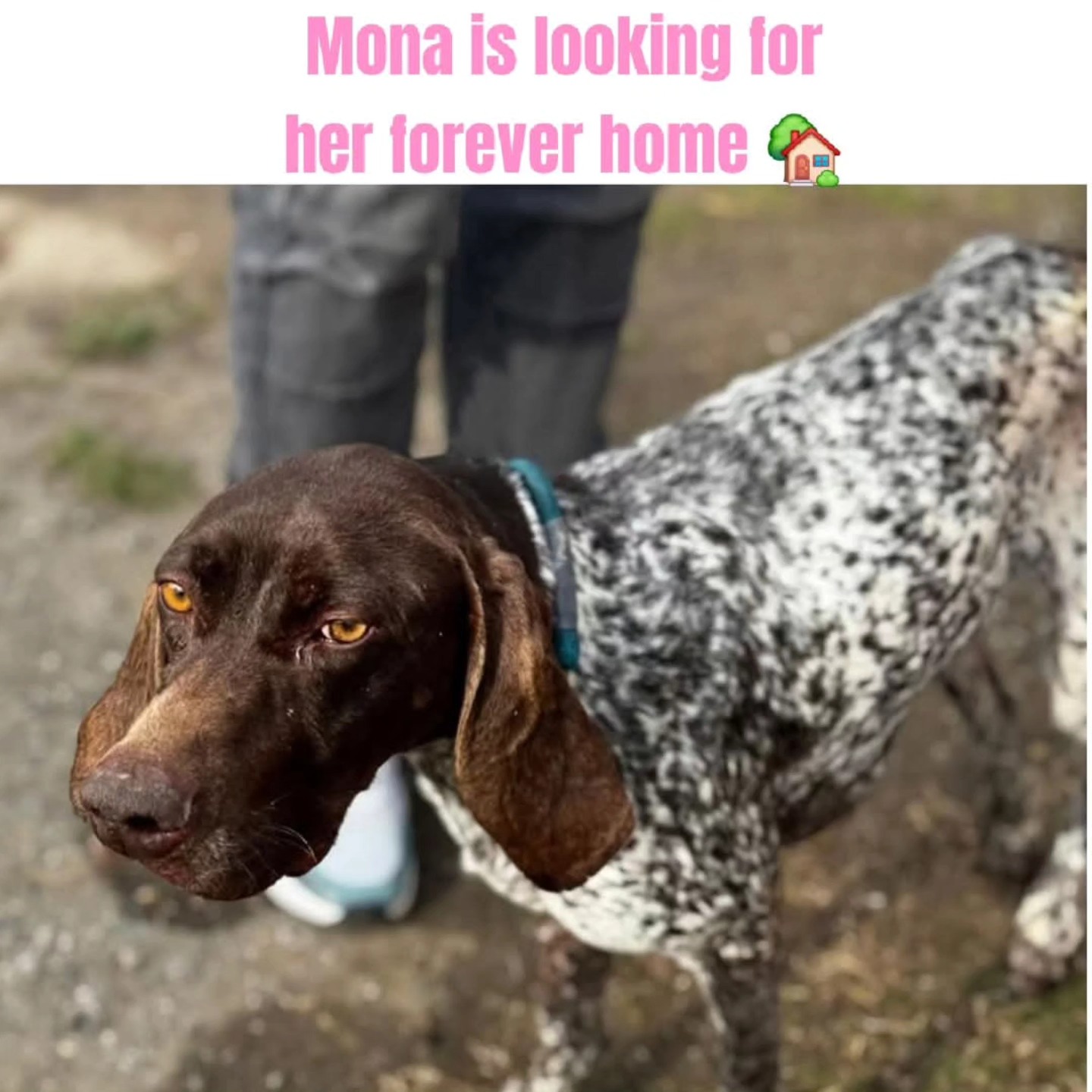 Thank you very much for your support
❤️🐾Y. Roossien
€50,00
❤️🐾M.C. Klok
€5,00
❤️🐾Solvis
€20,00
❤️🐾Jacqueline Ritzen
€10,00
❤️🐾Nienke Liebe
€10,00
❤️🐾Rahni Van der Schot
€10,25
❤️🐾Peter Van Rillaer and Anja Houblon
€50,00
❤️🐾Vanja Boltek
€10,66
❤️🐾Nicolette and Hans Prijs
€100,00
We appreciate your wholehearted contribution💝
Contact via email: gsprescuehr@gmail.com
Website: https://www.gsprescuehr.com/nl/contact.
#dontshopadopt#gspoftheday #gspcommunity#germanshorthairedpointerlovers #germanshorthairedpointerlovers #pointerlovers #gspcommunity #pointerlove #germanshorthairedpointer #birddog #pointersofinstagram #gsprescue #gspworld #gsp #gsplife #gsploverig #gsplovers #gspsofinstagram #gspuniverse @lydia_lidach #rescuedog #rescuedogsofinstagram #rescuedismyfavoritebreed#deutschkurzhaar