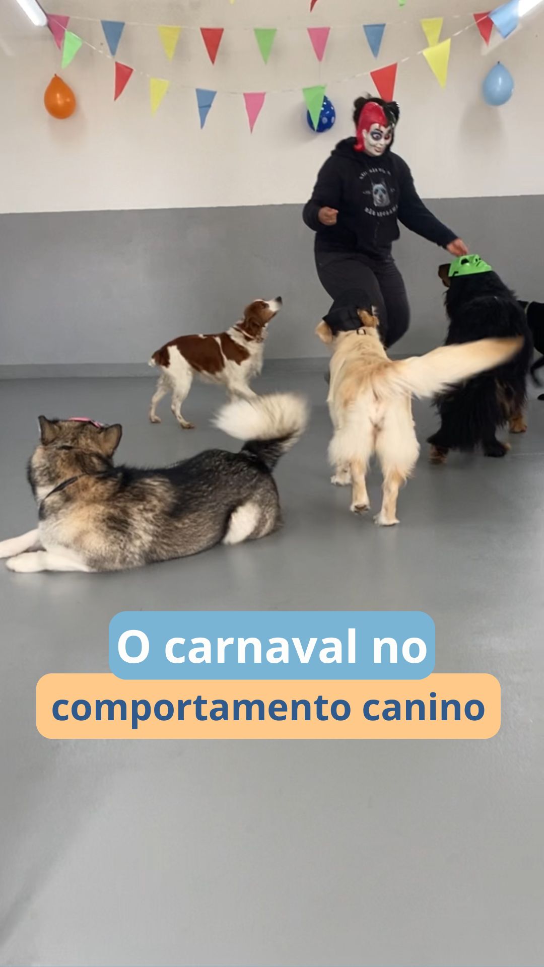 Tentámos festejar tudo com os nossos patudos…
porque eles merecem 🎭🐾
E a verdade é que se divertem tanto quanto nós (ou mais 😜)
E claro, entre uma festa e outra, aproveitamos sempre para lhes ensinar alguma coisa 👀
Esta festa teve de tudo: os mais atrevidos, os mais divertidos, os mais tímidos e até os mais céticos.
Vê o nosso vídeo e vais perceber exatamente do que estamos a falar 😂🐶
Para o ano há mais 🎉