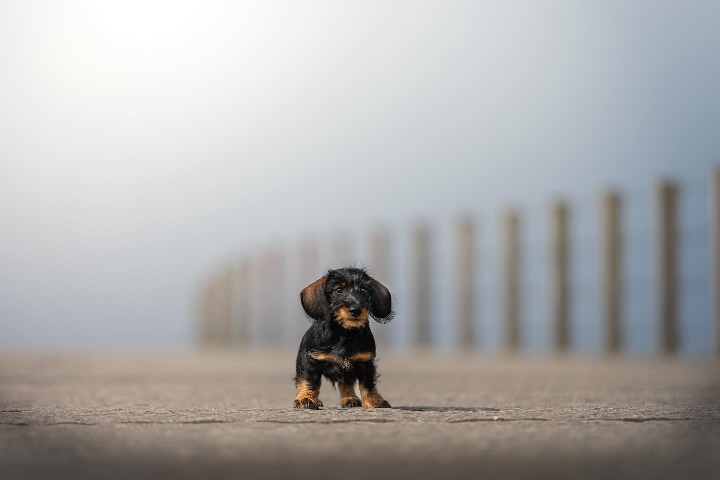 RUDI 🥹
Een dwerg teckel is al klein, maar een puppy dwerg teckel?!🥹
Rudi was de eerste na een lange tijd geen shoots gedaan meer te hebben. Na een korte stop zijn we weer van start 🥳
——————————————
#dog #cute #teckel #puppy #photography #photographer #camera #photo #sigma #canonnederland #canon @canonnederland #zoomnl #chipfotofeed #foto27nl #cameranu_nl @zoomnl #cameraland_nl @cameraland_nl @cameranu_nl #kameraexpress @kameraexpress #kecommunity #dogphotography @chipfotomagazine #dogphotographycontests