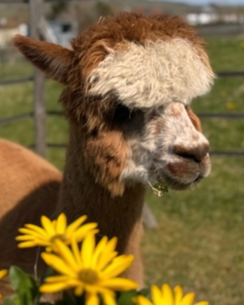 🧡
👋Weiter geht‘s mit der Vorstellungsrunde!
Mein Name ist Peter 🧡 und ich bin am 08.04.2017 geboren.
Ich bin ein ein sehr gechillter Alpaka-Wallach! Mein bester Kumpel ist der Hugo. Früher klebten wir mächtig zusammen aber je älter wir werden, umso selbstbewusster werden wir auch.
Trotzdem findet man uns oft gemeinsam auf der Weide oder am Heu. Wir sind Freunde 🤝
Wenn es im Sommer auf der Weide ne Dusche 🚿 gibt, komme ich mindestens genauso schnell angerannt wie Hugo und Oskar 🥰
Auf den Touren 🚶♂️ 🦙 laufe ich sehr entspannt. Vielleicht drehen wir ja mal gemeinsam ne Runde?
Seid 🧡lich gegrüßt,
🦙 euer Peter
#stadeckenelsheim #rheinhessen #alpaka #selztallamas #wandernmachtglücklich