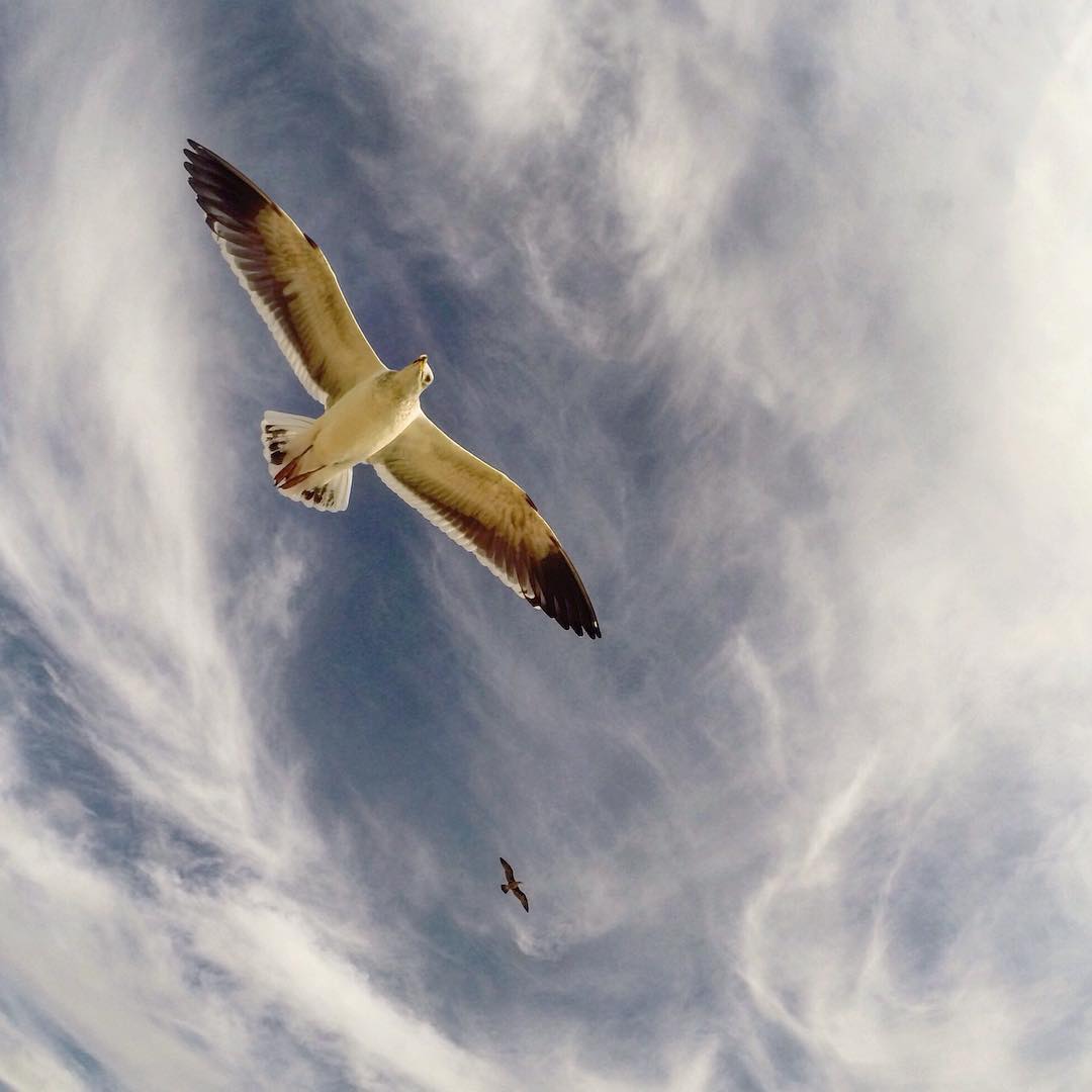 Did you know that seagulls live in Utah?! #gopro #parkcity #seagull #skies #clouds