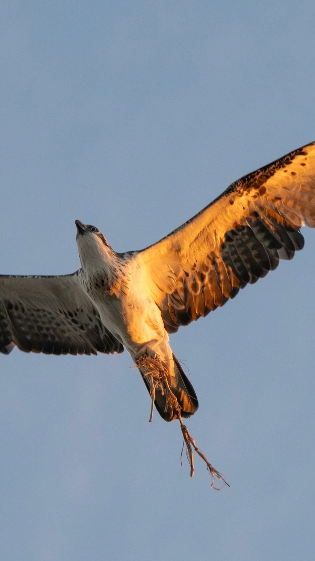 Birds with sticks, not on sticks for a change ๐#birdphotography #birdsofaustralia
