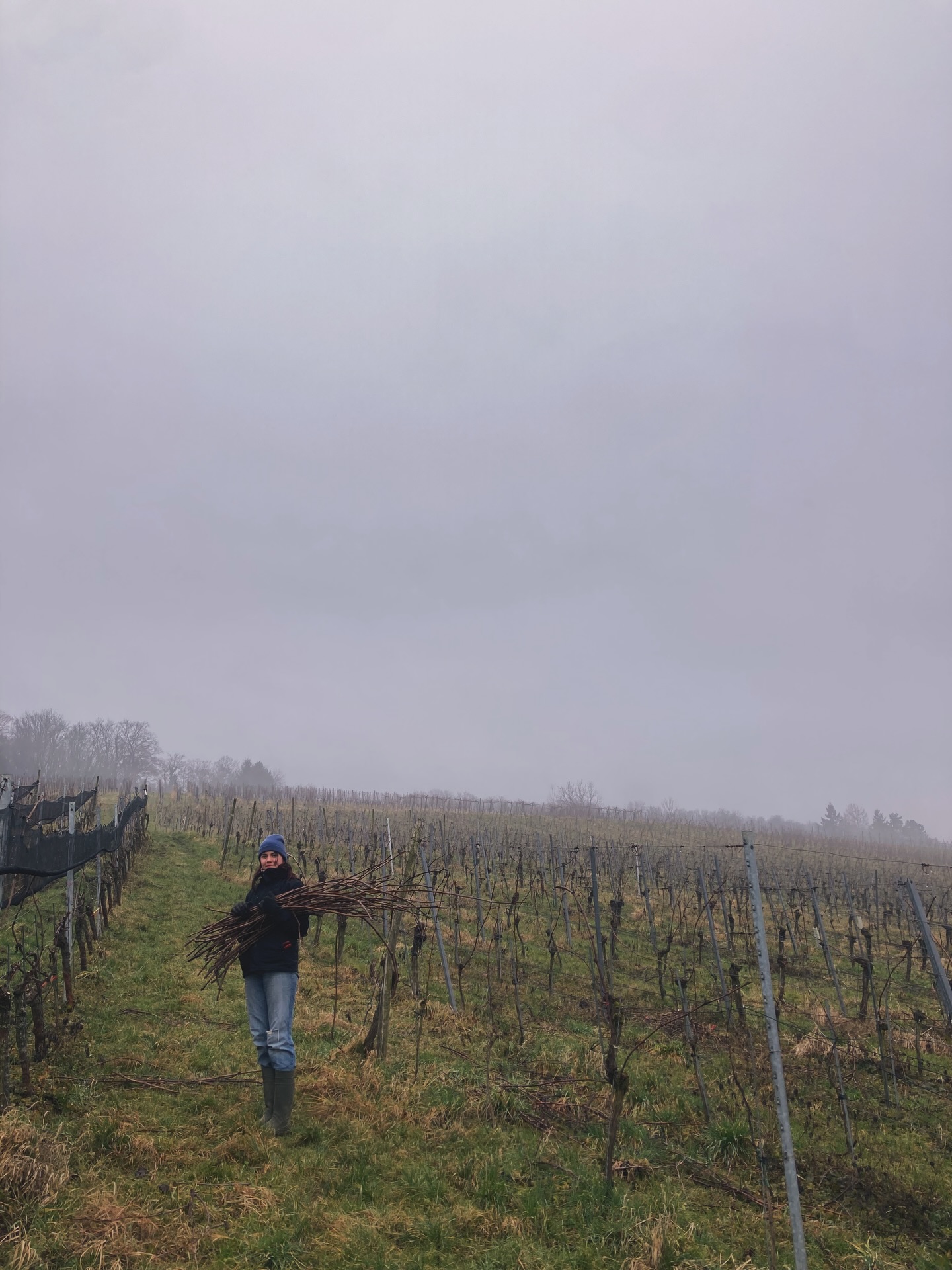 Wir sind fleißig am „Edelreiser“ schneiden. So nennt man einjährige, gesunde Triebe von Reben. Wir schneiden sie für Rebschulen, dort werden sie zur Veredelung von Rebstöcken für Neuanpflanzungen verwendet. #piwiwines #weinberge #freiburg