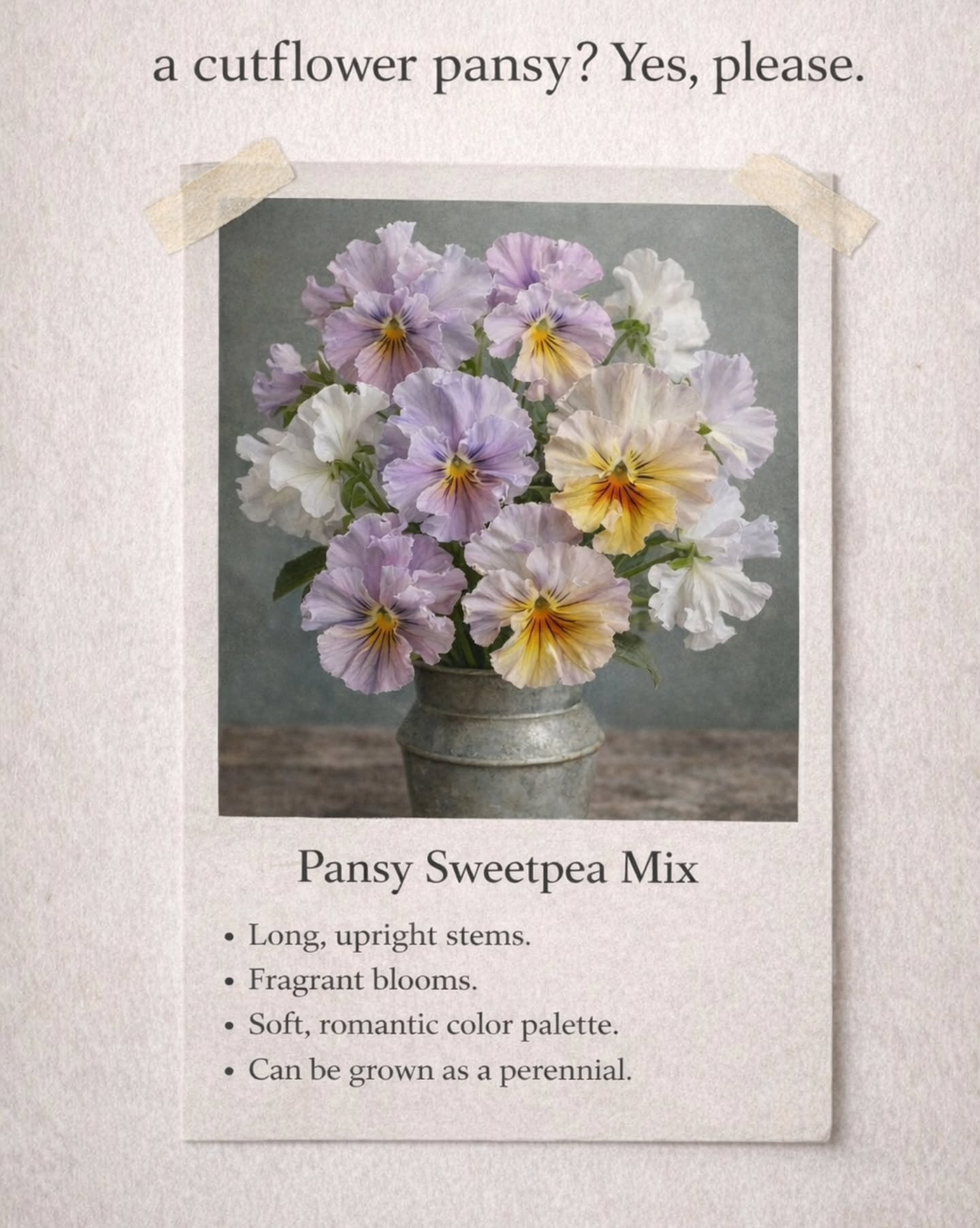 We really need to stop browsing the @thehampshireseedcompany website. 😁
Us, last month:
“We’re limiting seed sowing this year.”
Us, discovering Italian cut-flower pansies:
…well that seems important to try.
