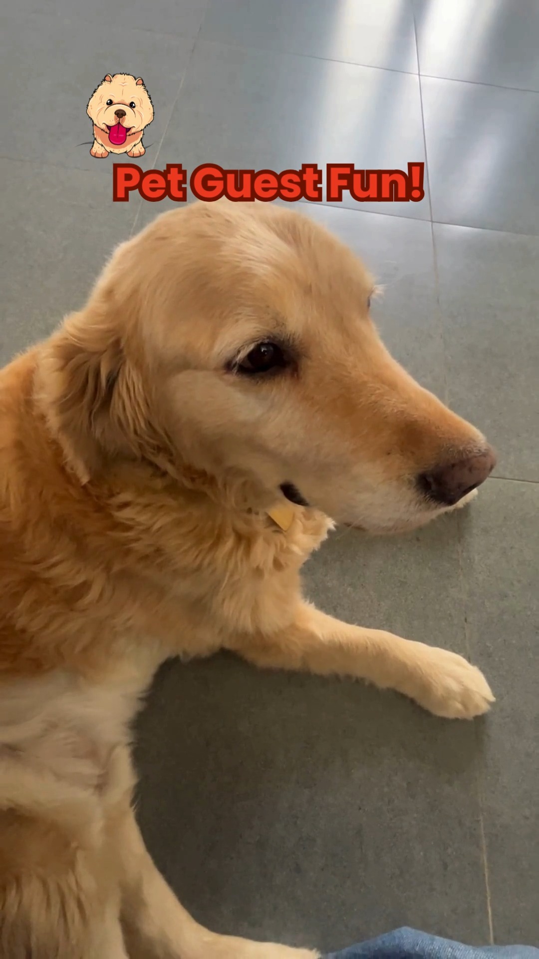 Meet this week’s bundles of joy at Cessna Pet Retreat! Our pawsome guest stole hearts with tail wags, cuddle sessions, and a whole lot of cuteness.
Want your pet to be next? Visit www.cessnapetretreat.com or call us on +91 7619 634627 to book their stay.
#cessnalifelineveterinaryhospital #cessnalifeline #pawsofgoodtimes #dogsofblr #catsofblr #petboardingbangalore #pawsomeguest #happyatcessna