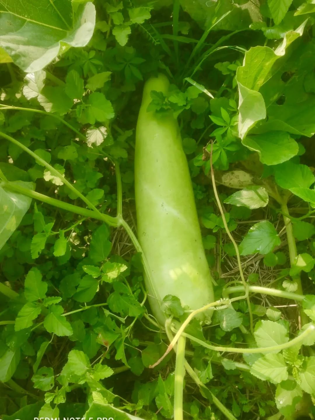 Bottle gourd 🍈
