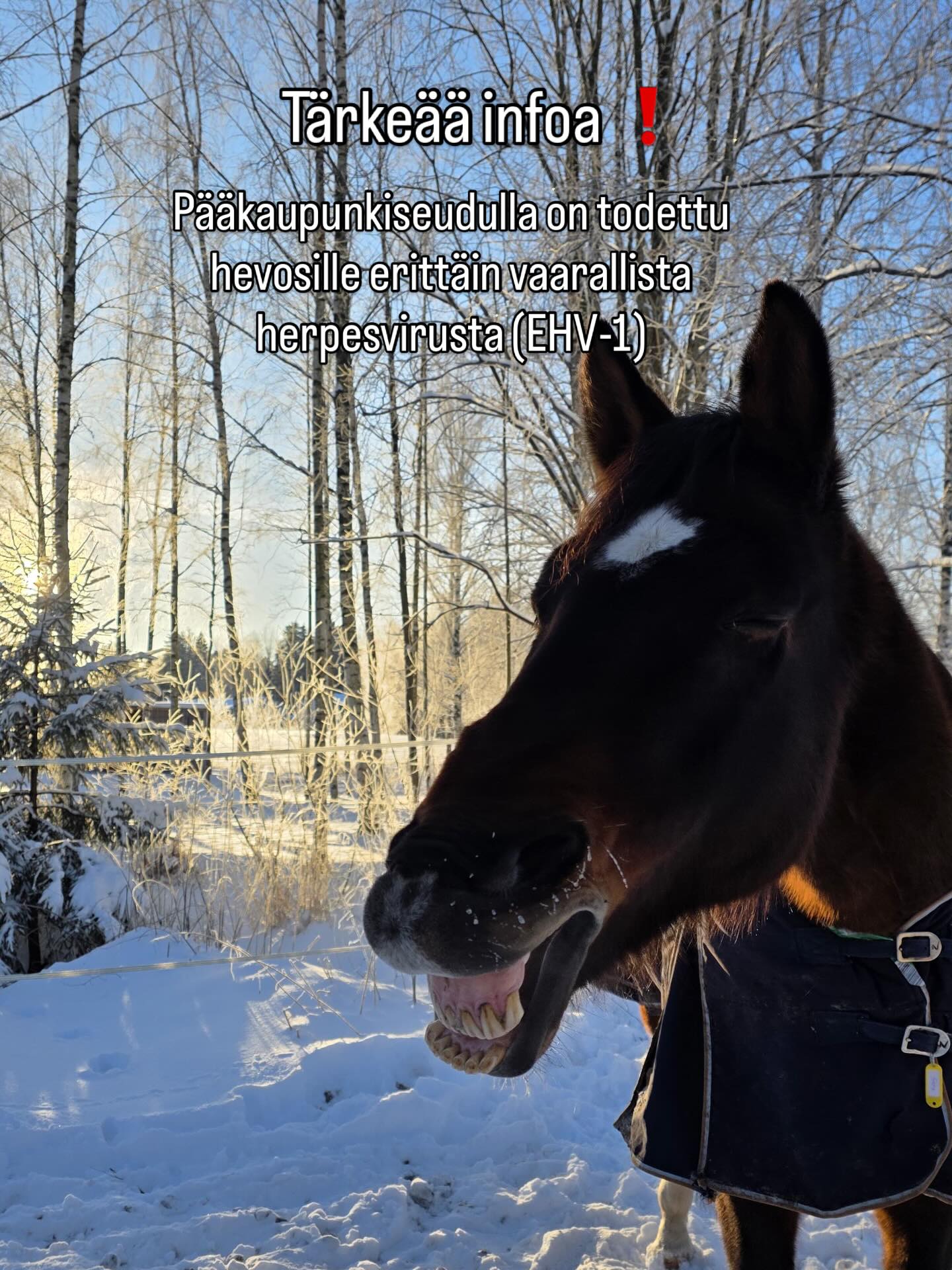 EHV-1 tilanne pääkaupunkiseudulla on vakava. Useampi hevonen on menehtynyt.
EHV-1 -tartunta voi aiheuttaa neurologisia oireita, jotka vaihtelevat lievistä takaosan liikkeiden koordinaatiohäiriöistä raajojen täydelliseen halvaantumiseen. Vaikeimmin oireilevilla hevosilla tauti voi olla parantumaton.
Tartuntojen itämisaika on 2–8 vuorokautta. Herpesvirukset leviävät pääasiassa pisaratartuntana, mutta voivat levitä myös sierainliman likaamien käsien, vaatteiden tai tavaroiden välityksellä, joten hyvästä hygieniasta huolehtiminen on tärkeää erityisesti siirryttäessä tallilta toiselle.
Meillä ei ole toistaiseksi tartuntoja ja nyt vaaditaan kaikkien panosta, että saataisiin pidettyä kaikkien hevoset terveenä.
Toimintaohjeet omille ihmisille:
❗️Ethän käy muilla talleilla. Jos käyt, pitää kaikki varusteet, myös kengät ja kypärä, pestä tai desinfioida huolella. Suihkutettava Virkon S on tehokas ja helppo desinfiointiaine.
❗️Mittaa hevosesi kuume päivittäin ja merkkaa se liikutusexceliin. Seuraa hevosen vointia ja yleisilmettä extratarkasti.
❗️Pidetään laumat erillään ja vältetään koskettelua muihin kuin omaan hevoseen.
❗️ Hevosia ei viedä ulkopuolisiin tapahtumiin. (Hihsin suhteen odotetaan toimintaohjeita)
❗️Ulkopuoliset ratsukot eivät voi toistaiseksi käyttää meidän maneesia.
Ja sit vaan rukoillaan ja manifestoidaan, että tauti saataisiin talttumaan mahdollisimman nopeasti. 🙏
Lisää infoa löytyy ratsastus.fi ja ruokavirasto.fi