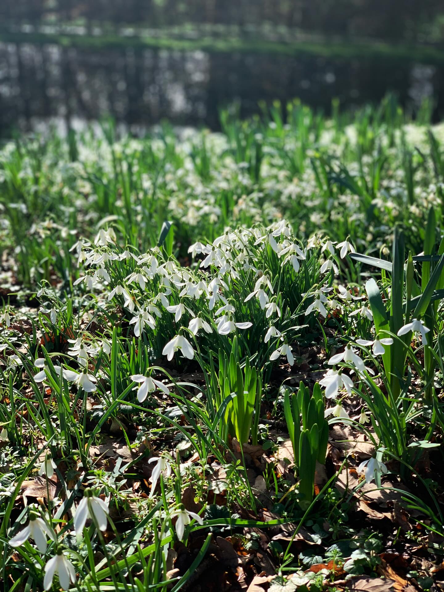 🤍Snowdrops, these subtle fragile-looking white beauties, grow resolutely and bear the cold winter days with ease.
🌱In every winter season of life, there is always something quietly growing and blooming. We just need to give it a chance.
#hope #rebirth #renewal #snowdrops