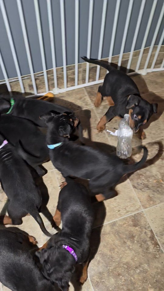 What a lil savage, choosing my keeper boy is going to be such a tough choice!
-
Laizhou hong chinese red dog
-
Nothing for sale, DM to inquire about the breed!
-
dutch shepherd sighthound #rarebreed #protectiondog #chinesereddog beauceron schutzhund protection dog psa german shepherd guard dog trainer preservation chinese red dog #dobie