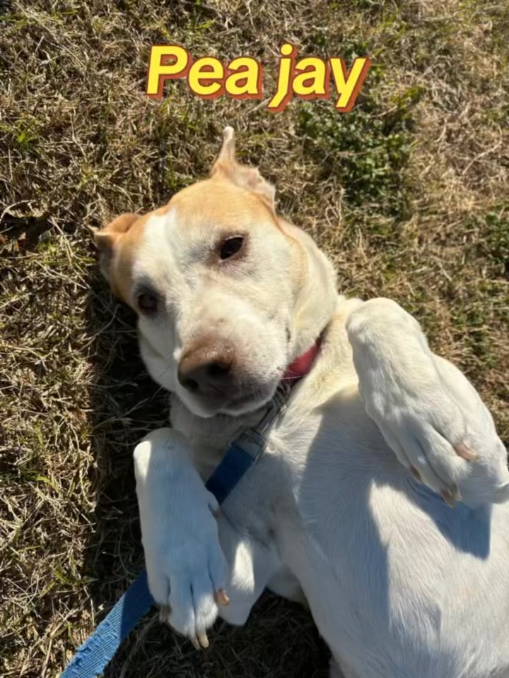 Recent observational data from the highly prestigious SPK9 Institute of Advanced Canine Studies suggests that dogs enrolled in Southpaw K9 programs appear, on average, 37% cuter than the general dog population.
#science