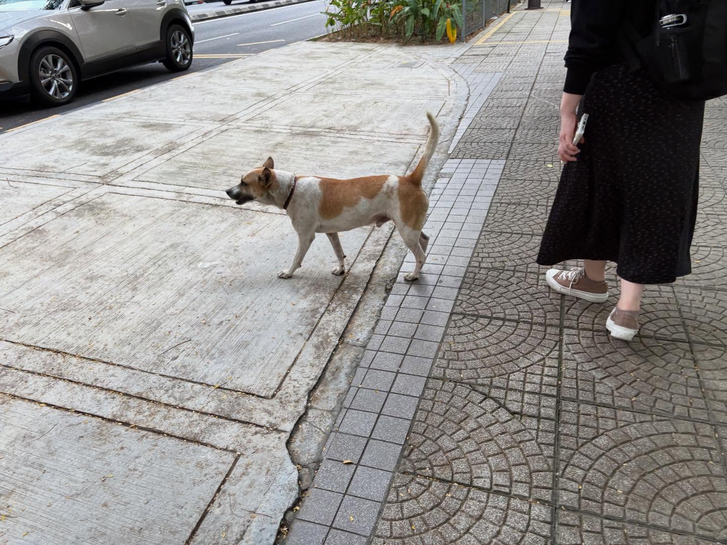 .
ベトナムのホーチミン🇻🇳から、マレーシアへ🇲🇾
クアラルンプールとマラッカという街に行きました!
犬と猫、数回しか見かけなくて、写真と動画あんまり撮れなかったので、観光写真も混じってます笑
見かけた犬は、おそらく飼い犬の一頭で首輪はしてましたが、ノーリードでフレンドリーでした!
もう一頭は、ハーネス、リードしっかりした飼い犬でした!今旅初めてハーネス、リードしっかりしている犬でした笑
猫は、少し痩せ気味でおそらく野良だと思います。
と、これ以上の犬、猫は見なかったです😅
クアラルンプールはかなり都会で、どことなくタイ、バンコク🇹🇭に似てる街並みと、オーストラリア🇦🇺にもどことなく似てる感じがしました。
クアラルンプールからバス2〜3時間でマラッカというところもなかなか良かったです。
気温は赤道に近いのでベトナムよりも暑くて湿気すごかったので、赤ちゃんとの旅行には不向きかなとも思いました。(最高気温35℃)
基本的にほとんどの方が英語喋れてビックリ!
人口の90%がイスラム教の方らしく、街にはマスクがあったり場所によってはコーランが流れていて、街にはたくさんの中東の方がいて、中東好きな私はかなり楽しかったです!
私の経験上ですがイスラム教の方々は民度が高い場合が多い。(もちろん人によりますが)
そして優しく親切な方がすごく多い。
東南アジアの雰囲気もあり、アラビアの雰囲気もあり、体験したことのない素敵な雰囲気でマレーシア大満足でした!
見たことない風景、行ったことない国に改めてもっと行ってみたいと思いました!
いやー旅って最高ですね。
Terima kasih(テリマカシ) マレーシア🇲🇾
.
.
.
#マレーシア🇲🇾
#クアラルンプール
#マラッカ
#旅好き
#ペットシッター