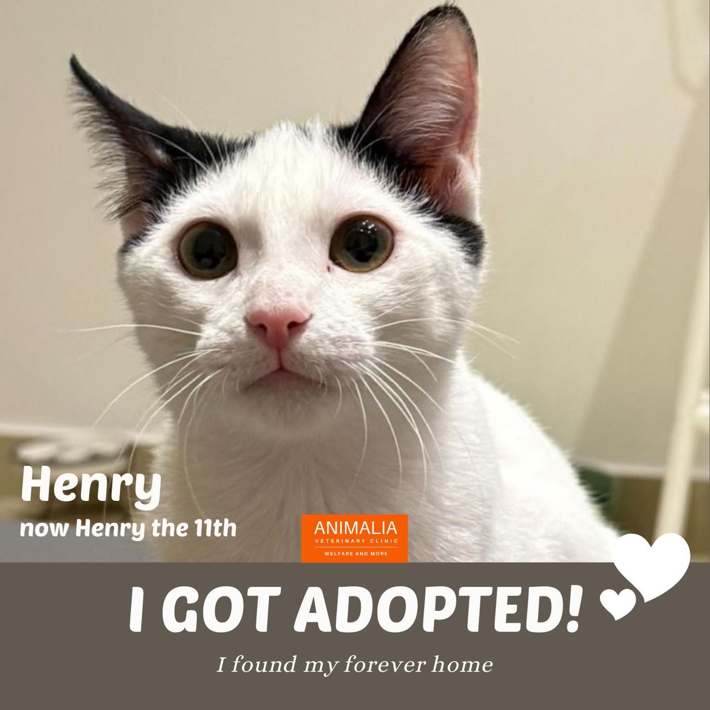 #animalwelfare #adoptdontshop #communitycats #uae #animaliauae @animaliauae