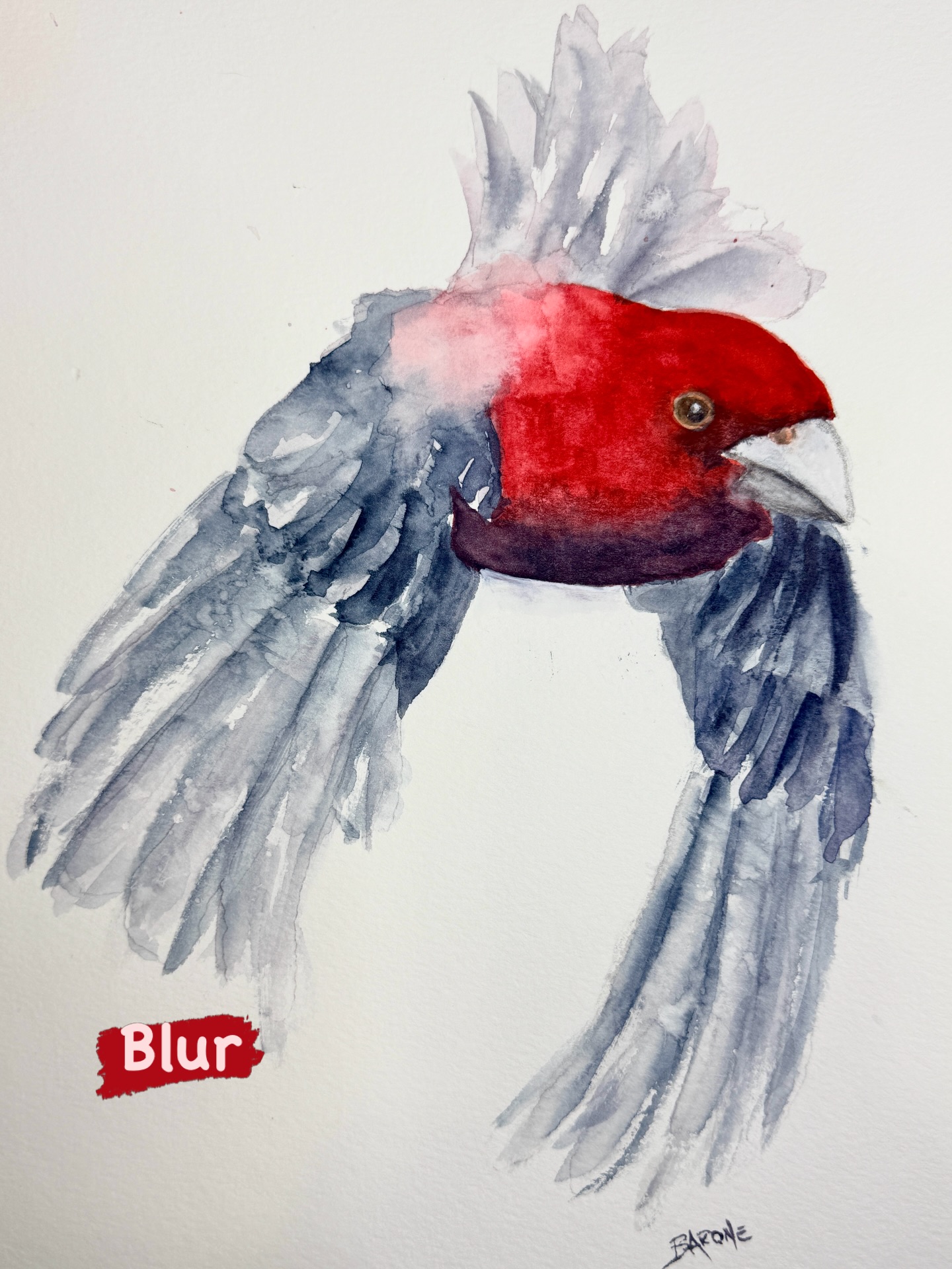 Opus Daily Challenge - BLUR - and like a blue the house finch flew across my view - thank @iandehoogart for another great lesson!!
.
.
.
#opusdailychallenge
#opusartsupplies
#vancityart
#watercolourartist
#painteveryday
