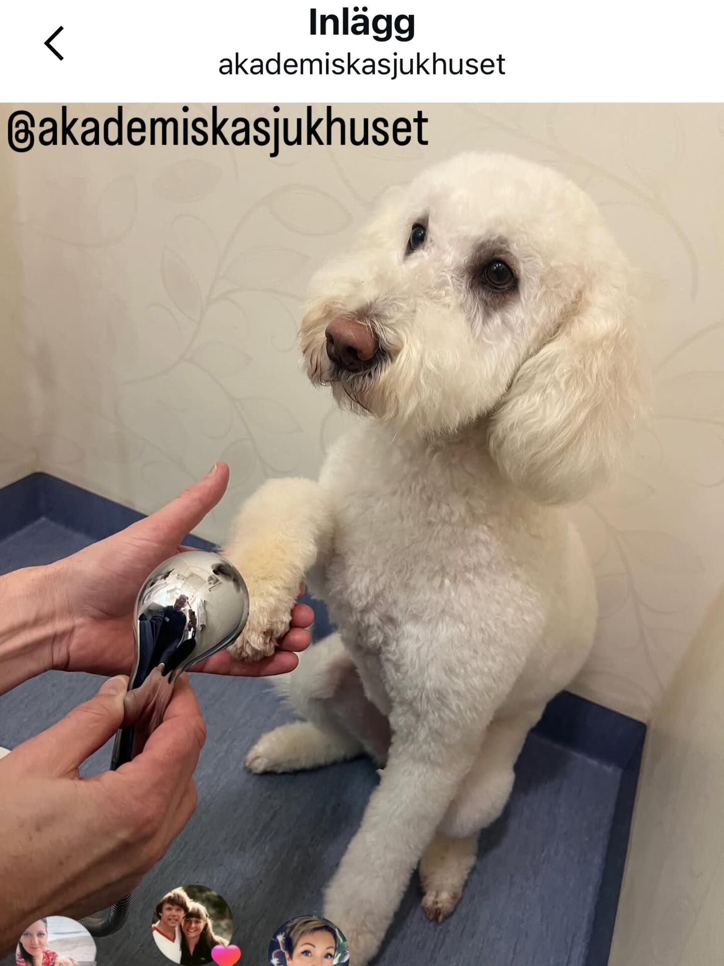 Läs @akademiskasjukhuset när Chefsläkare Johan Lugnegård följde oss en dag på Ackis! 🙏🏻 www.sjukhushund.se 🐾💕 #sjukhushund #akademiskasjukhuset #karolinska #sahlgrenska #sus