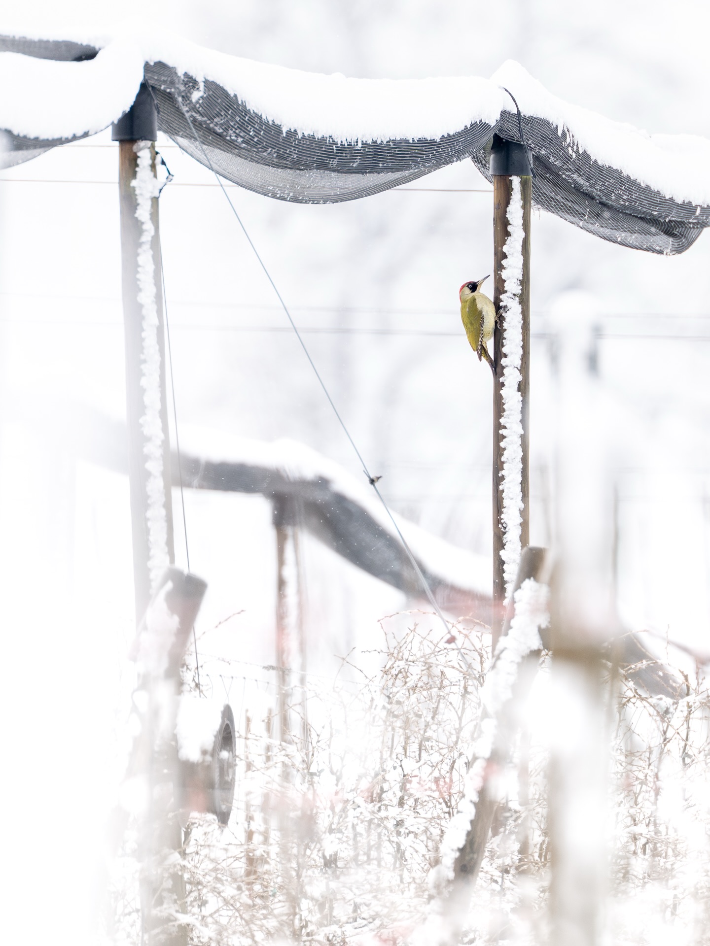 Grünspecht | European Green Woodpecker
#wildlifephotography #AlphaWinterCH #birdphotography #wildlifefototalk #birds_captures
Mein Beitrag zum @vogelfoto_des_winters_25_26
