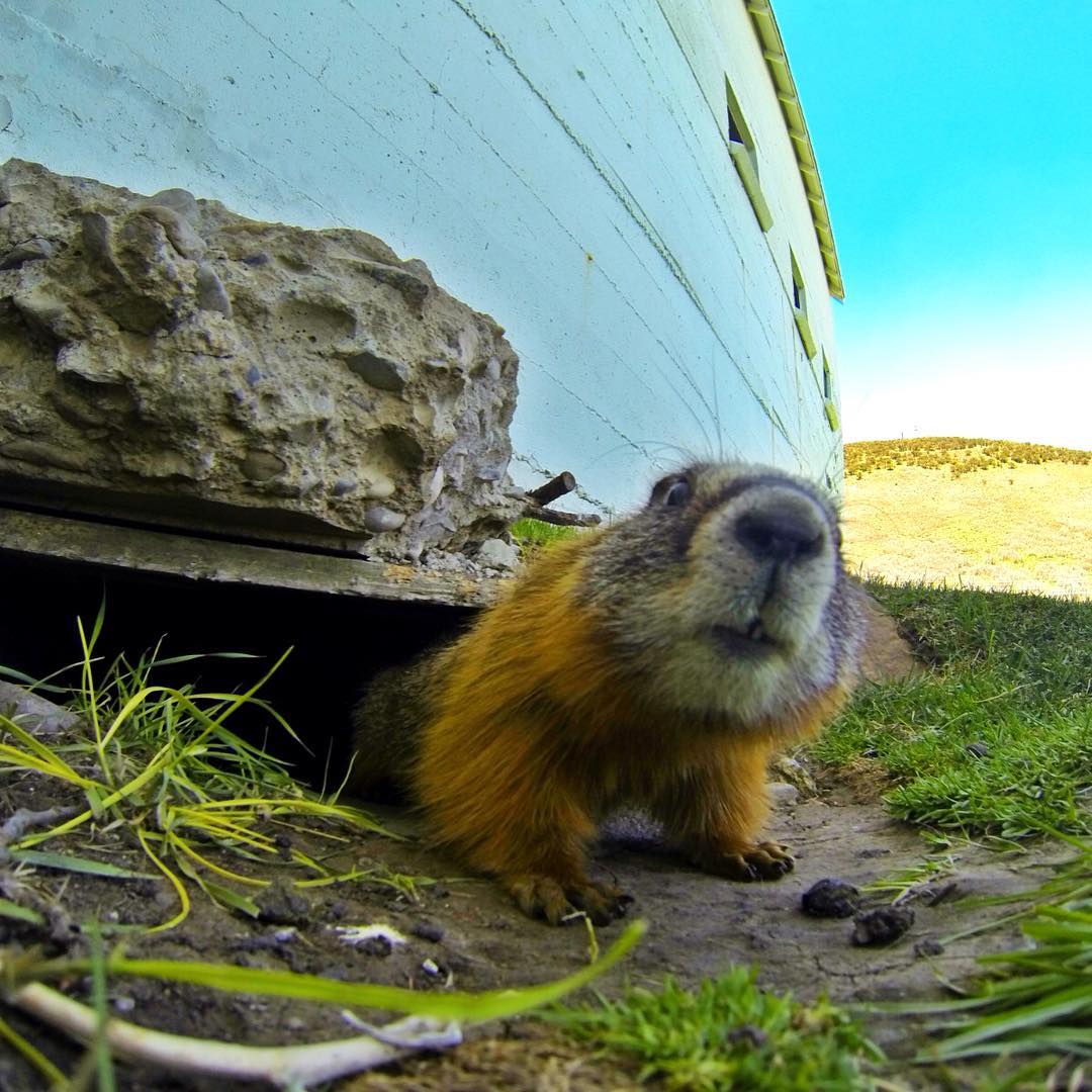 We remind you, the groundhog saw his shadow, Old Man Winter has only taken a vacation and he is on his way back #parkcity #winter #skiing #groundhog #skiutah #deervalley #snowbird #oldmanwinter #solitude #irideparkcity #skivacation #utah