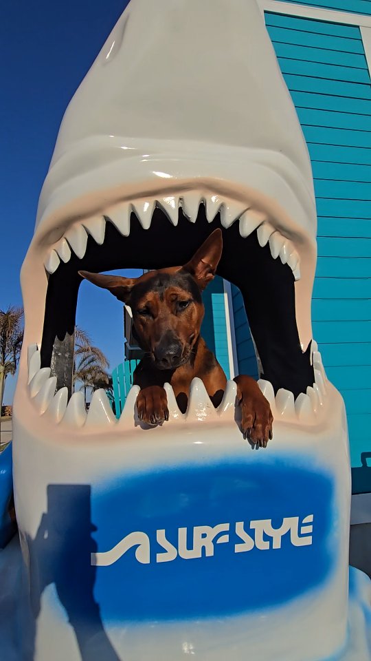 Shark Bait
Chinese Red Dog Rieka in Melbourne Florida
-
Laizhou hong chinese red dog
-
Nothing for sale, DM to inquire about the breed!
-
dutch shepherd sighthound #rarebreed #protectiondog #chinesereddog beauceron schutzhund protection dog psa german shepherd guard dog trainer preservation chinese red dog #dobie