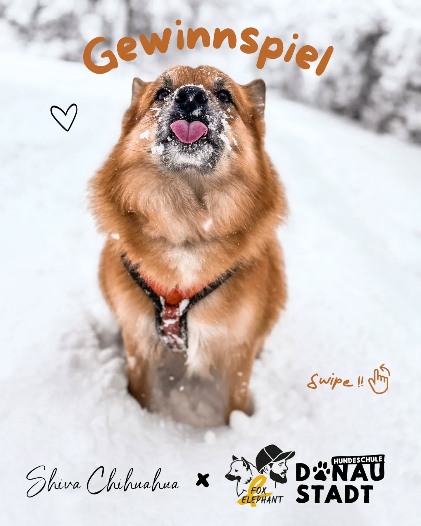 Wir nennen es Schneechaos - der Fuchs nennt es 𝗚𝗘𝗪𝗜𝗡𝗡𝗦𝗣𝗜𝗘𝗟-𝗪𝗘𝗧𝗧𝗘𝗥 🦊☃️💸
🧡 € 50,- 𝗘𝗶𝗻𝗸𝗮𝘂𝗳𝘀𝗴𝘂𝘁𝘀𝗰𝗵𝗲𝗶𝗻 von Shiva Chihuahua
- 𝘧𝘶̈𝘳 𝘢𝘭𝘭𝘦𝘴 𝘸𝘢𝘴 𝘥𝘦𝘪𝘯 𝘏𝘶𝘯𝘥 𝘩𝘦𝘪𝘮𝘭𝘪𝘤𝘩 𝘬𝘭𝘢𝘶𝘦𝘯 𝘸𝘶̈𝘳𝘥𝘦 𝘸𝘦𝘯𝘯 𝘦𝘳 𝘬𝘰̈𝘯𝘯𝘵𝘦 😏
🧡 1 gratis 𝗘𝗶𝗻𝘇𝗲𝗹𝘁𝗿𝗮𝗶𝗻𝗶𝗻𝗴 mit Thony
- 𝘥𝘢𝘮𝘪𝘵 𝘥𝘶 𝘥𝘦𝘪𝘯𝘦𝘯 𝘏𝘶𝘯𝘥 𝘣𝘦𝘴𝘴𝘦𝘳 𝘷𝘦𝘳𝘴𝘵𝘦𝘩𝘴𝘵 𝘸𝘦𝘯𝘯 𝘦𝘳 𝘸𝘢𝘴 𝘻𝘶 𝘴𝘢𝘨𝘦𝘯 𝘩𝘢𝘵 🙂↕️
𝗦𝗼 𝗯𝗶𝘀𝘁 𝗱𝘂 𝗱𝗮𝗯𝗲𝗶:
● folge uns: @sc_shivachihuahua @ffoxandelephant @hundeschule.donaustadt
● like & speichere diesen Beitrag
● schreib uns in die Kommentare was du lieber Gewinnen würdest 🫶🏻
● Bonus: teile & reposte den Beitrag
🦊 𝗧𝗲𝗶𝗹𝗻𝗮𝗵𝗺𝗲𝘀𝗰𝗵𝗹𝘂𝘀𝘀: 28.02.2026, 00:00 Uhr
Let's goooo 🥳🍀
Keine Barablöse möglich. Es gelten die AGB von Shiva Chihuahua & der Hundeschule Donaustadt.
Dieses Gewinnspiel steht in keinerlei Verbindung zu Instagram.