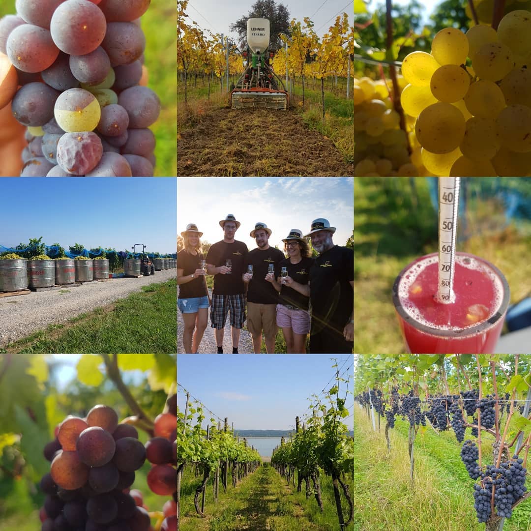 2018 war ein anstrengendes, aber sehr erfolgreiches Jahr für uns. Mit viel Arbeit, dem ahngenehmen Frühling und dem trockenen Sommer war es ein Traum die Trauben zu ernten. Wir hoffen 2019 wird auch so ein schönes Jahr. Grüninger Rebbau wünscht euch einen guten Rutsch ins neue Jahr, viel Gesundheit für euch und eure Liebsten.
.
.
#grüningersrebbau #weinberg #wein #winzer #weingut #ermatingen #triboltingen #trauben #thurgau #silvester #2018 #2019 #neujahr #winter #pinot #pinotgris #rieslingsilvaner #oechsle #familienbetrieb