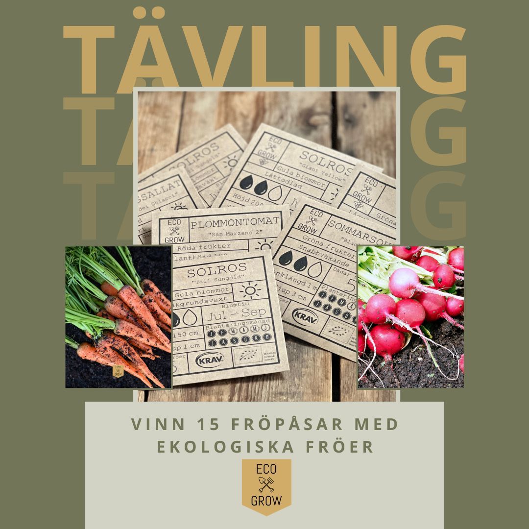Nu känns det som att vi börjar komma igång med denna odlingssäsong, och vad passar då bättre än att få chansen att vinna 15 KRAV-märkta fröpåsar lämpade för sådd i mars, värde 735kr 💚✨
🌱👉 FÖR ATT TÄVLA:
1️⃣: Följ @ecogrow.se på instagram
2️⃣ Gilla den här bilden
3️⃣ Tagga minst en person i kommentarerna och skriv vad du måste odla varje år (gärna med sortnamn)🌱
Lycka till! 🌟
Fröna som ingår i vinsten är:
AUBERGINE - BLACK BEAUTY
BLADPERSILJA - GIGANTE D'ITALIA
PURJOLÖK - WINTER GIANT
BASILIKA - ITALIANO CLASSICO
KÖRSBÄRSTOMAT - BLACK CHERRY
RÖDBETA - DETROIT 2
SALLADSTOMAT - GREEN ZEBRA
KÖRSBÄRSTOMAT - SWEETIE
LÖK MIX - COLOR MIX
LUKTÄRT - SPENCER MIX
VINTERSALLAT - VERTE A COEUR PLEIN 3
SPENAT - MATADOR
KRUSKÅL MIX - GRÖNKÅL, PURPURKÅL, SVARTKÅL
RÄTTIKA - RUNDER SCHWARZER WINTER
SALLAT MIX - GOURMET BABY LEAF MIX
. . .
Tävlingen avslutas den 6 mars. För att vara med och tävla måste du vara minst 18 år och bosatt i Sverige. En vinnare lottas ut av Eco Grow och meddelas i detta inlägg och i vår instagram story den 6 mars.