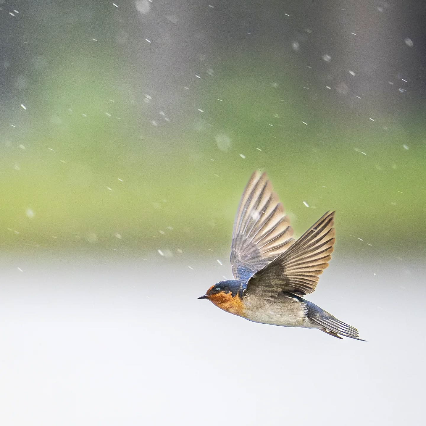 'Come rain or shine'
These always busy and acrobatic Welcome swallows will keep hunting for insects in the air, come rain or shine.
@aneyefordetails
#bird #birds #birdphotography #birdsofinstagram#animalsofinstagram #wildlifeofinstagram #wildlifephotography #nature #naturephotography #wild_perfection #wildlifeaddicts #nikon #nikonaustralia #planetearth #nationalgeographic #australiangeographic #tourismaustralia #sydneyfish