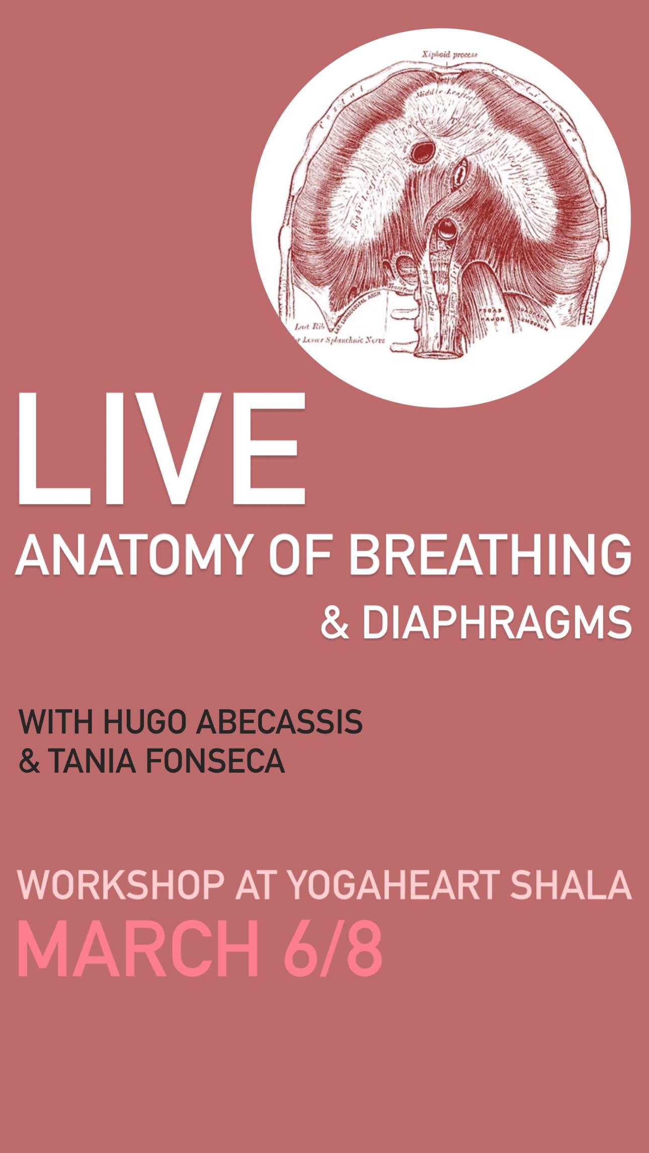 ANATOMY OF BREATHING & DIAPHRAGMS
March 6 to 8
At the YogaHeart Shala
“Breath is the vehicle of consciousness and so, by its slow measured observation and distribution, we learn to tug our attention away from external desires toward a judicious, intelligent awareness” BKS Iyengar
Even in asana practice the breath plays a central role, as it underpins both the physiological effectiveness and the mindful quality of permanence and movement.
Integrating anatomical knowledge of breathing softens and refines the practice and also helps practitioners recognise breath related patterns like holding or shallow respiration that may increase strain.
PROGRAM
Some topics that will be covered in this workshop:
. Breath in relation with asana practice
. Breathing patters
. Anatomy and physiology of breathing
. Harmonizing the diaphragms (in a Sacro Craneal perspective).
. Breathing mechanisms
. Pranayama
In asana practice, awareness of these anatomical structures supports efficient oxygen exchange while also facilitating neuromuscular coordination and proprioception.
SCHEDULE
Friday:
18h to 20h
Saturday and Sunday:
10h to 13h and 15h to 17h30
PRICE
Early Bird (until February 28) - 180€
Normal price (after February 28) - 230€
TEACHER
Hugo Abecassis
Iyengar yoga Teacher and Osteopath
CONTACT
taniafonseca.yogaheart@gmail.com
#pranayama #pranayamaworkshop #breathingpatterns #iyengaryoga #yogaportugal