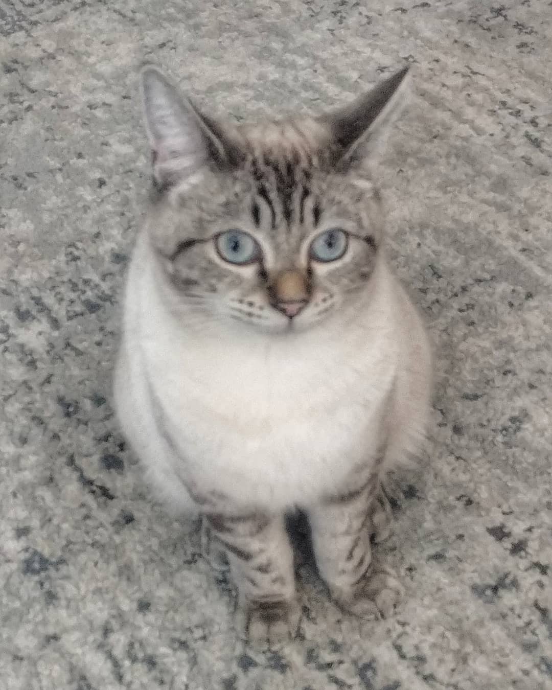 Aspen is a couple weeks shy of 1 year old and she is just the cutest. I told her owner she's probably the sweetest, friendliest cutest kitten I've ever looked after and its not an exaggeration!! π»
