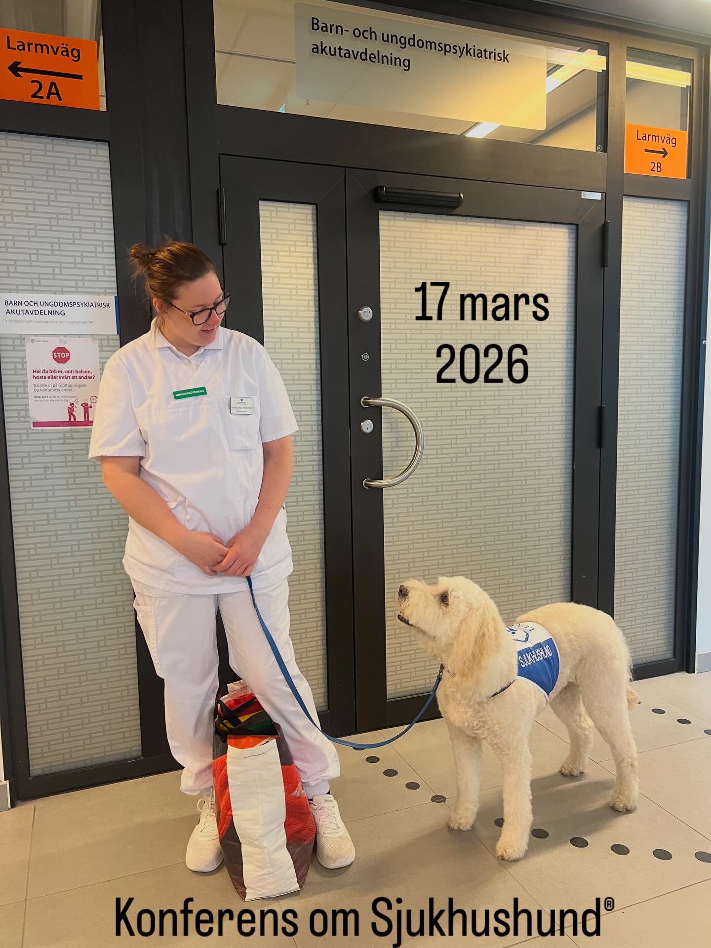 På väg till BUP🙏🏻 Kom till Sjukhushund®-konferensen den 17 mars 2026 och hör om vårt viktiga arbete🐾💕 Anmälningslänk i bio o/e på sjukhushund.se #sjukhushund #hospital #dog #barn #psykiatri