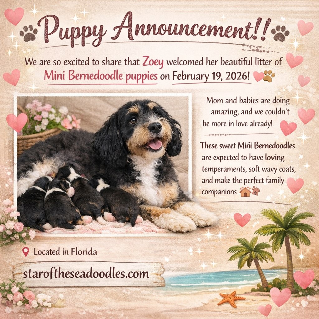 We will be sharing updates, photos, and details as they grow — stay tuned to watch these little ones blossom! 🌸
📍 Located in Florida
💌 Message us for more information or to join the waitlist✨🐶 #MiniBernedoodle #BernedoodlePuppies #FloridaBernedoodles #FloridaPuppies #BernedoodleLove MiniDoodle DoodlePuppies PuppyAnnouncement NewLitter PuppyLove DoodleLife BernedoodleLife AvailablePuppies FloridaBreeder PuppiesOfInstagram DoodleDogs FamilyDog HypoallergenicDogs DogBreeder PuppyUpdates 🐾✨