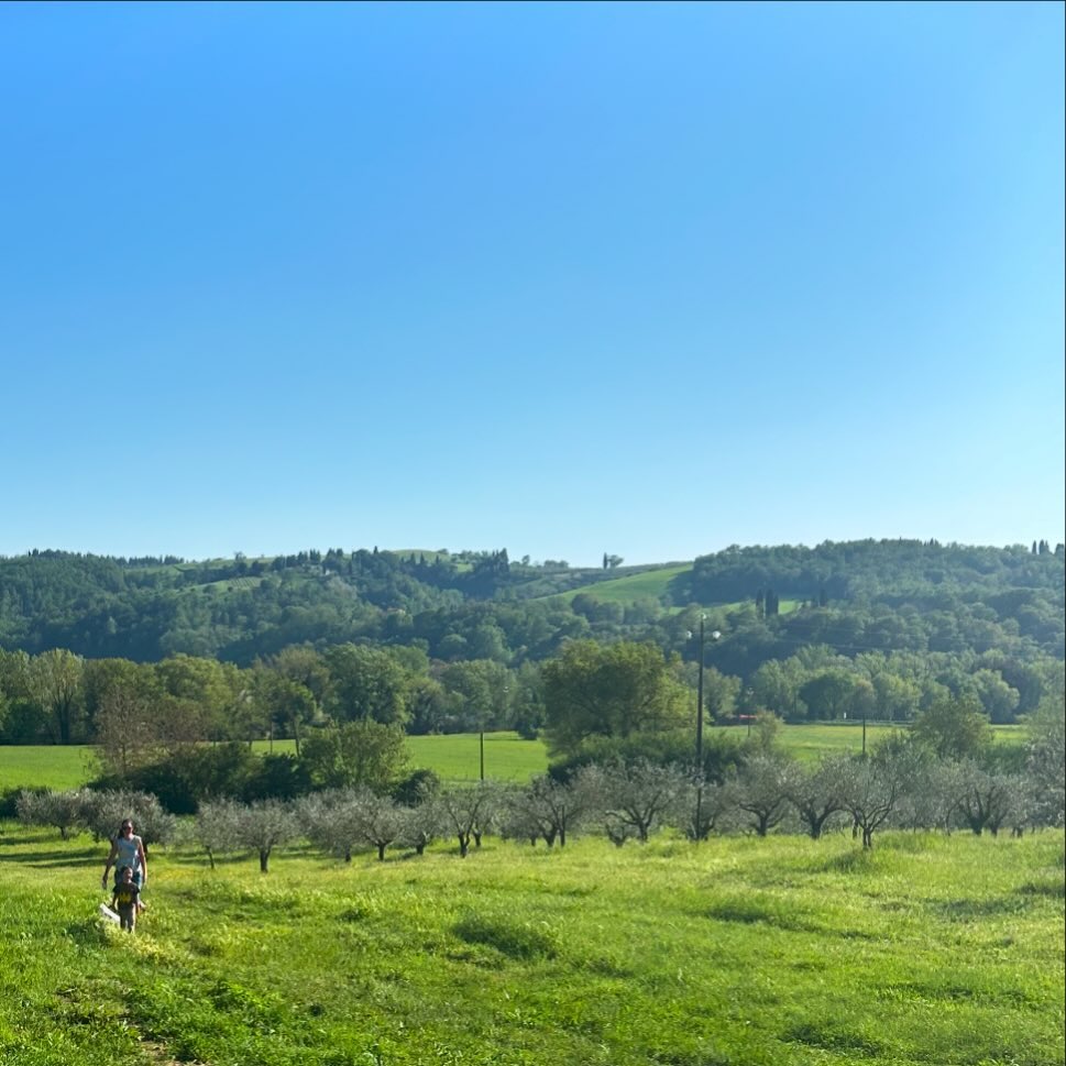 Freshly pruned olive trees