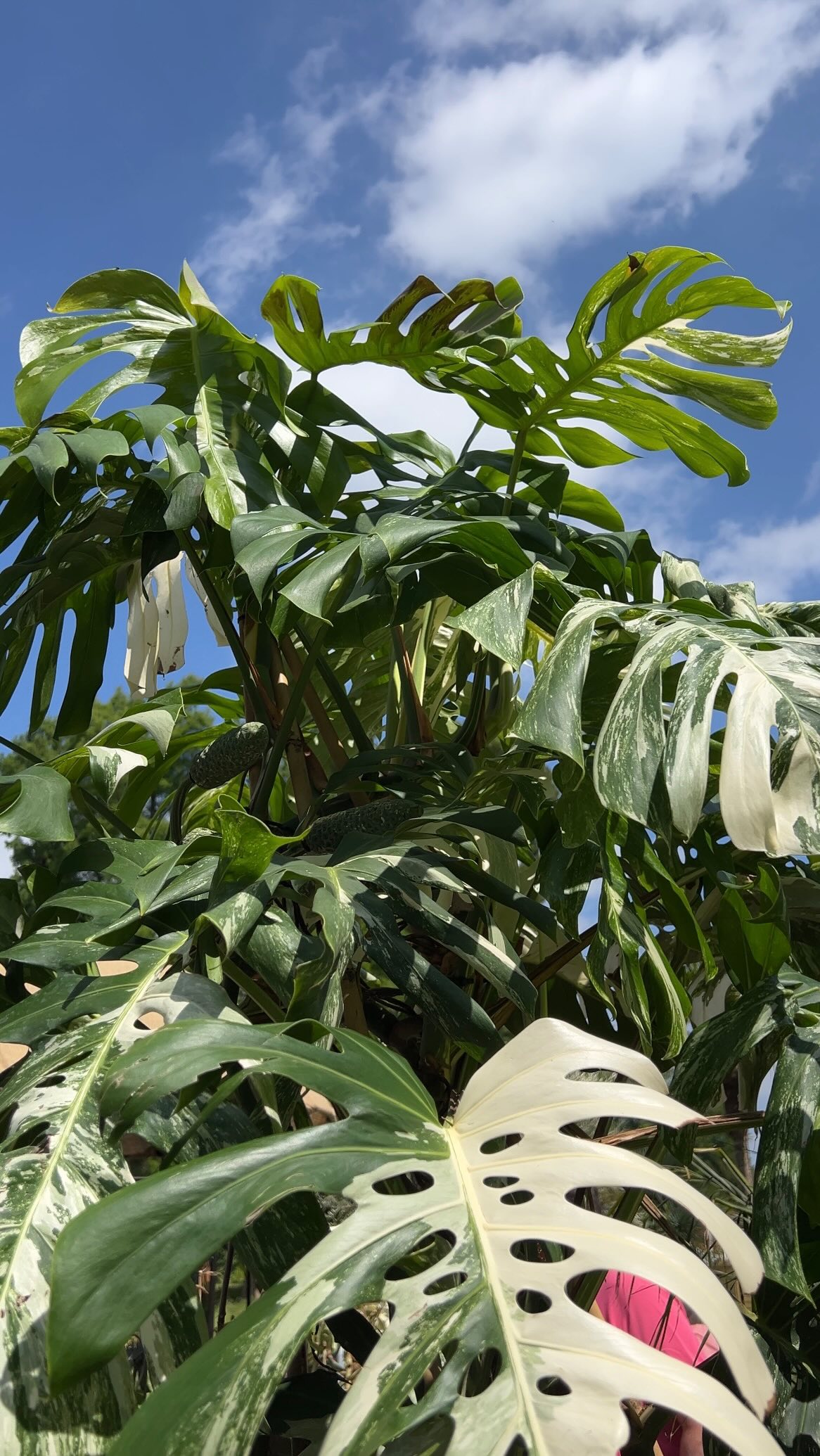 Qui est dans le même cas ? 🙄