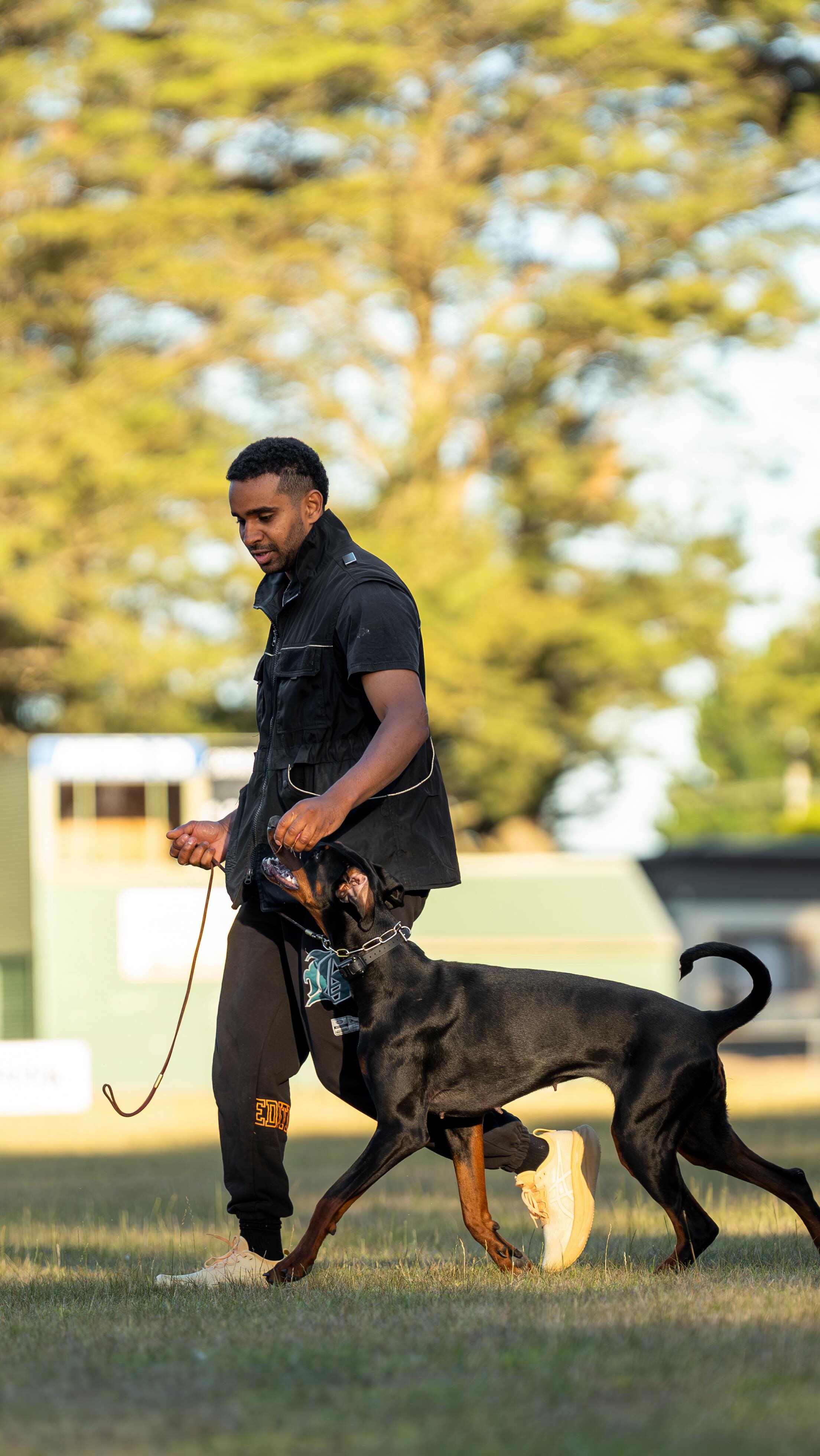 Just having fun with viper! She is maturing nicely 🐍
#dobermann #forrerndobermanns #european_dobermanns #eurodoberman