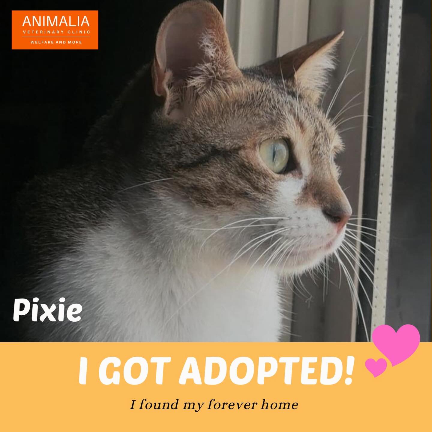 #adoptdontshop #uae #animalwelfare #communitycats #animaliauae @animaliauae