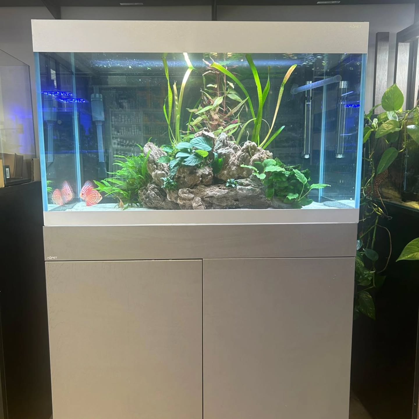 ✨ RIVERIUM 290L – L’eccellenza prende forma ✨
Design raffinato, vetro extrachiaro da 10 mm e struttura con doppia fascia Grigio Sabbia per un impatto visivo pulito ed elegante.
Il kit completo include:
🔹 Mobile CABINET 90 con chiusure soft-close e supporto magnetico integrato
🔹 Filtro esterno HALO 300 (750 L/h) silenzioso e performante
🔹 Plafoniera LED RGB BRIGHT 900R IP67 per colori intensi e piante rigogliose
🔹 Riscaldatore VENUS 200W per temperatura sempre stabile
Un sistema completo, potente e curato nei minimi dettagli per trasformare il tuo acquario in un vero elemento di design.
🛒 Disponibile su www.reef-aquarium.it� oppure nel nostro store.
@aqpet.italia
#Aquascaping #AcquarioDesign #Acquariofilia #ReefAquarium