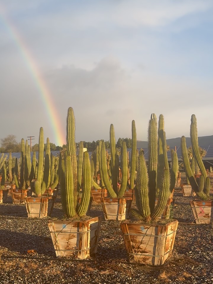 Somewhere Over the Rainbow…
Rain rehearses.
Light refracts.
The desert remembers.
An atmospheric river retreats,
leaving behind a ribbon of refraction —
ROYGBIV arcing in luminous order.
Below it stand the Organ Pipes
(Stenocereus thurberi) —
ribbed, resolute, rain-ready.
Vertical vaults.
Spined spires.
Photosynthetic philharmonic.
They do not pursue the rainbow.
They process it.
Water runs down their fluted columns.
Stored in silent cisterns.
Saved for the long movement.
By day, they bask.
By night, they breathe —
CAM metabolism quietly conducting carbon in the dark,
while the sky performs its spectrum above.
Prism in the atmosphere.
Pressure in the phloem.
Refraction overhead.
Retention underground.
Somewhere over the rainbow?
Right here —
where rain meets rib,
where color crowns column,
where resilience reads as radiance.
Pictured: Field-grown 24” Organ Pipe Cactus
storm-scored, sun-tuned, spectrum-set.
Rooted in refraction.
Grown in full spectrum.
Supplied in major key.
#OrganPipeCactus #StenocereusThurberi #DesertRain #RoadrunnerTreeFarm #CasaDelZorroNursery
