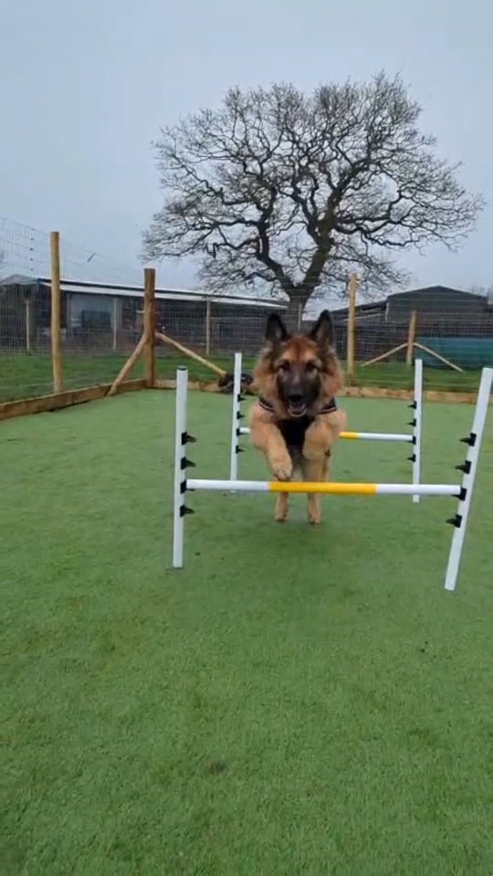 Who said rainy days couldn't be fun days? 💜 Buddy Boo showing off his moves at @pawsnplaynantwich 's new Crewe field! 🐾
.
.
.
#dogsofinstagram #dogwalker #germanshepherddog #rainyday #crewe