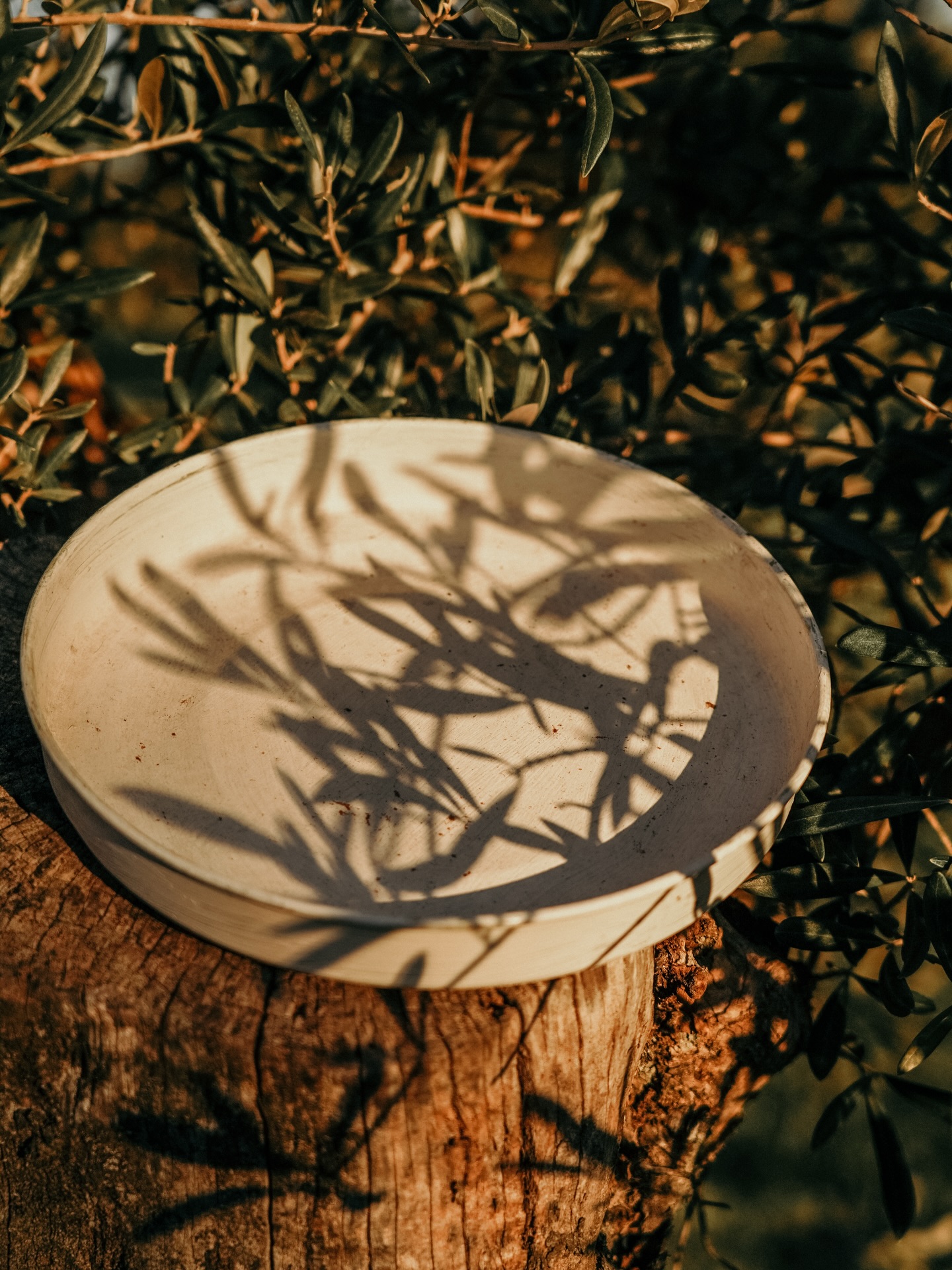 El lujo silencioso del cuidado diario.🫒
En ETIECCA, la verdadera calidad no siempre se ve. Se percibe en la vitalidad, el equilibrio y el bienestar diario que aporta.
Nuestros olivos centenarios concentran en cada gota la fuerza de la naturaleza en su estado más puro.
La cosecha temprana captura el momento de mayor intensidad biológica del fruto para entregártelo intacto.
Desliza y descubre cómo esta esencia centenaria cuida de ti:
🧠 Claridad y calma
❤️ Equilibrio cardiovascular
💪 Protección y fortaleza interior
En Extremadura llevamos generaciones entendiendo que lo que es bueno para la tierra,
es extraordinario para ti.
✨ Guarda este post y recuerda:
elegir ETIECCA es cuidar tu bienestar cada mañana.
👇 ¿Priorizas salud o sabor al elegir tu aceite?
Con ETIECCA, no tienes que elegir.
#ETIECCA #AceiteDeAutor #AOVEPremium #BienestarNatural